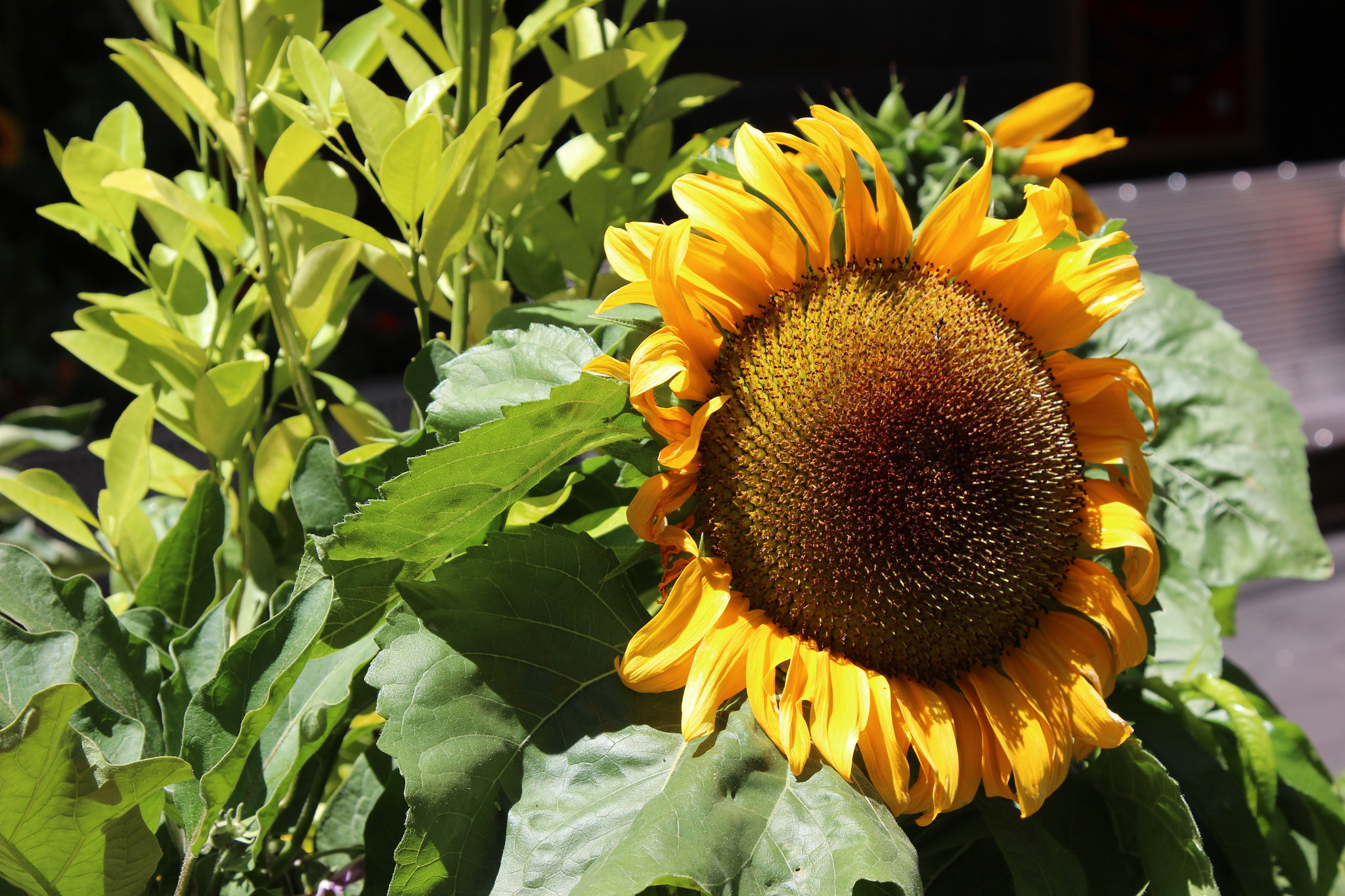 Canon EOS 600D (Rebel EOS T3i / EOS Kiss X5) sample photo. Sunflower photography