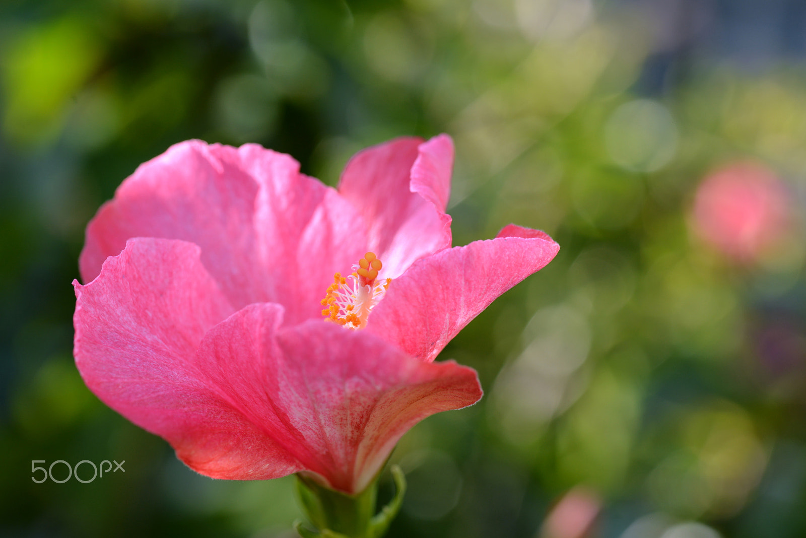 Nikon D600 + Tamron SP 90mm F2.8 Di VC USD 1:1 Macro sample photo. Everlasting summer pink photography