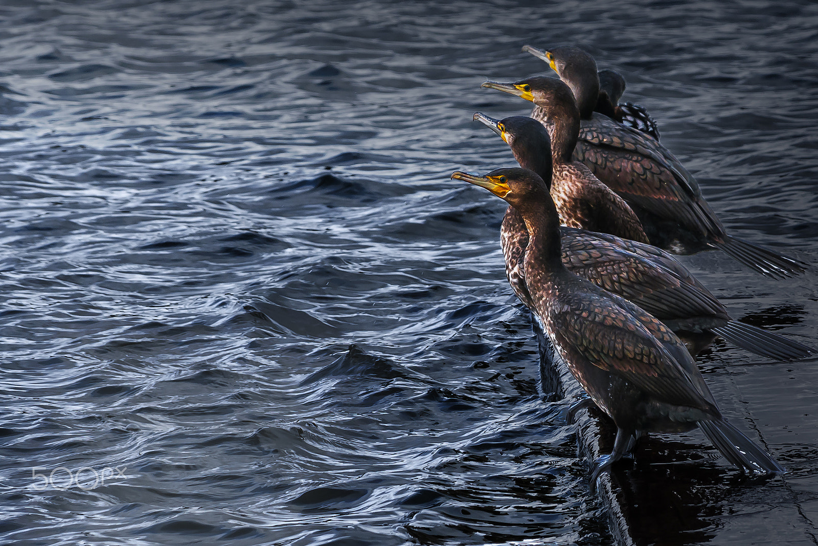 Sigma 18-200mm F3.5-6.3 DC OS HSM sample photo. Cormoranes en el club nautico, valmayor photography
