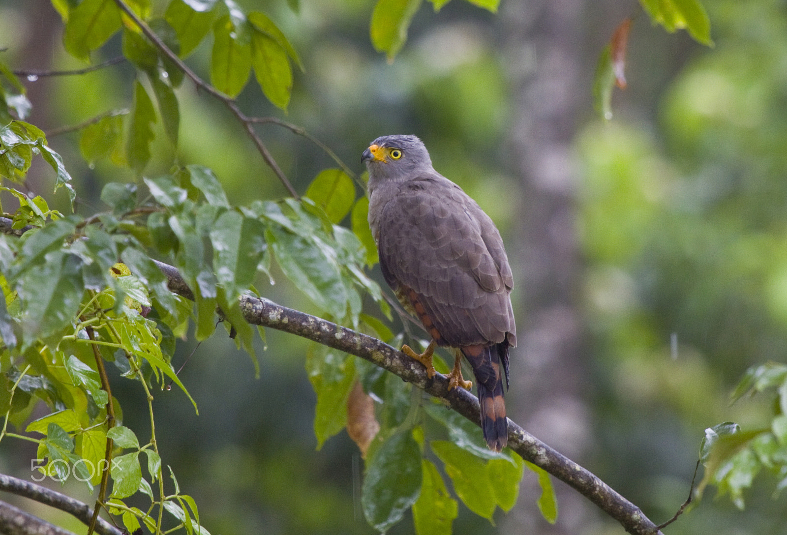Canon EF 100-400mm F4.5-5.6L IS USM sample photo. Shelding from the rain photography