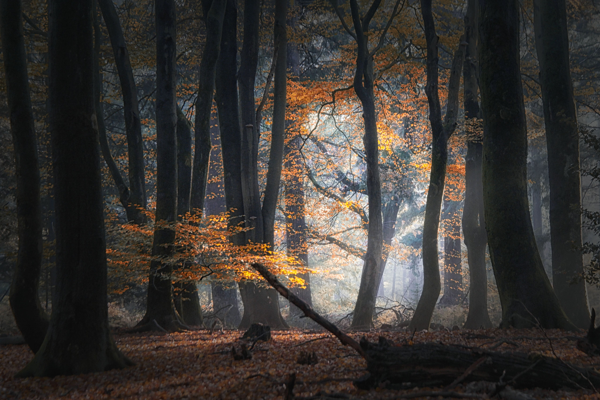 Samsung NX1 + NX 18-200mm F3.5-6.3 sample photo. Forest of the dancing trees photography