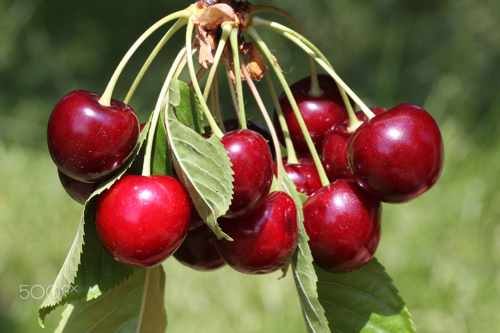 Canon EOS 50D + Tamron SP AF 90mm F2.8 Di Macro sample photo. Cherries photography