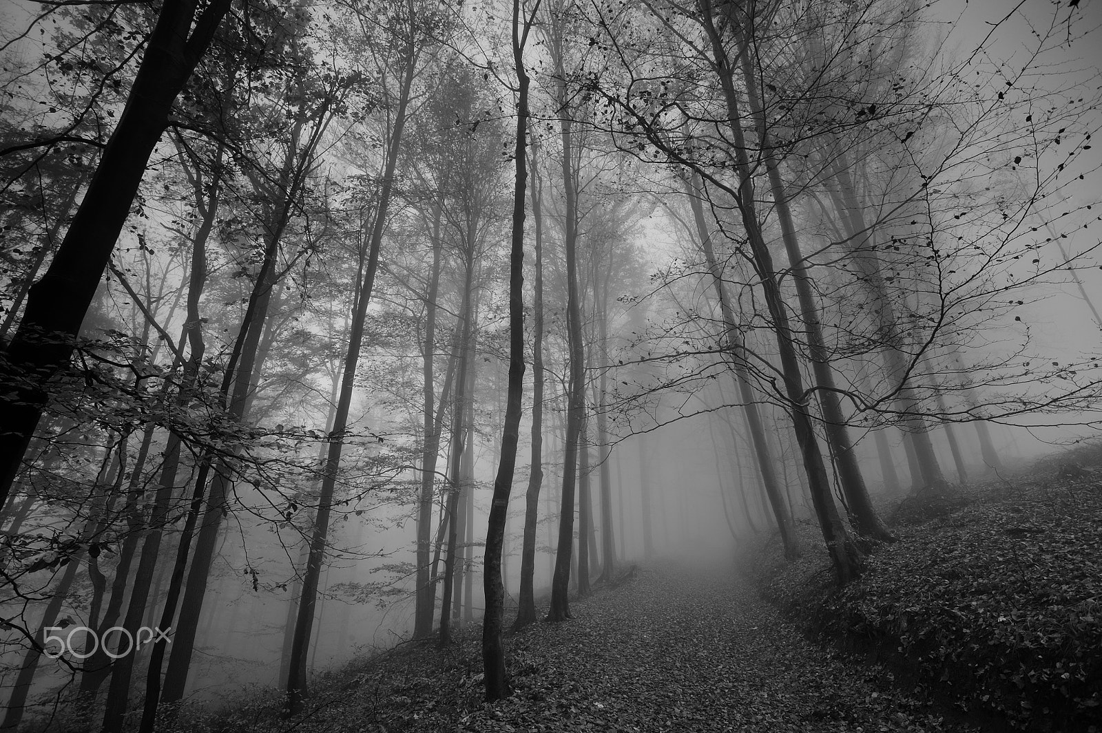 Nikon D3 sample photo. Dark forest photography