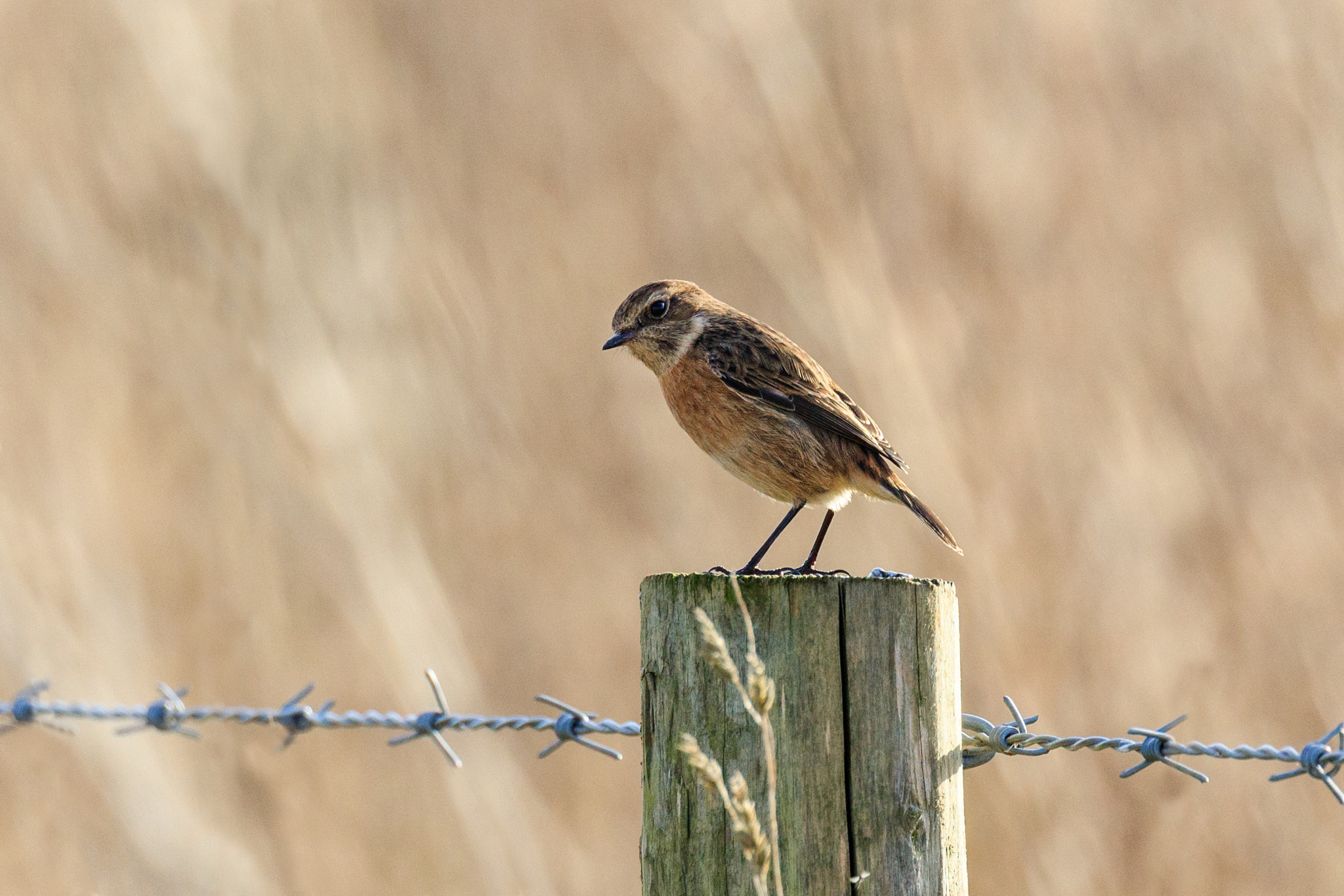 Canon EOS 5DS R + Canon EF 100-400mm F4.5-5.6L IS II USM sample photo. Stonechat photography
