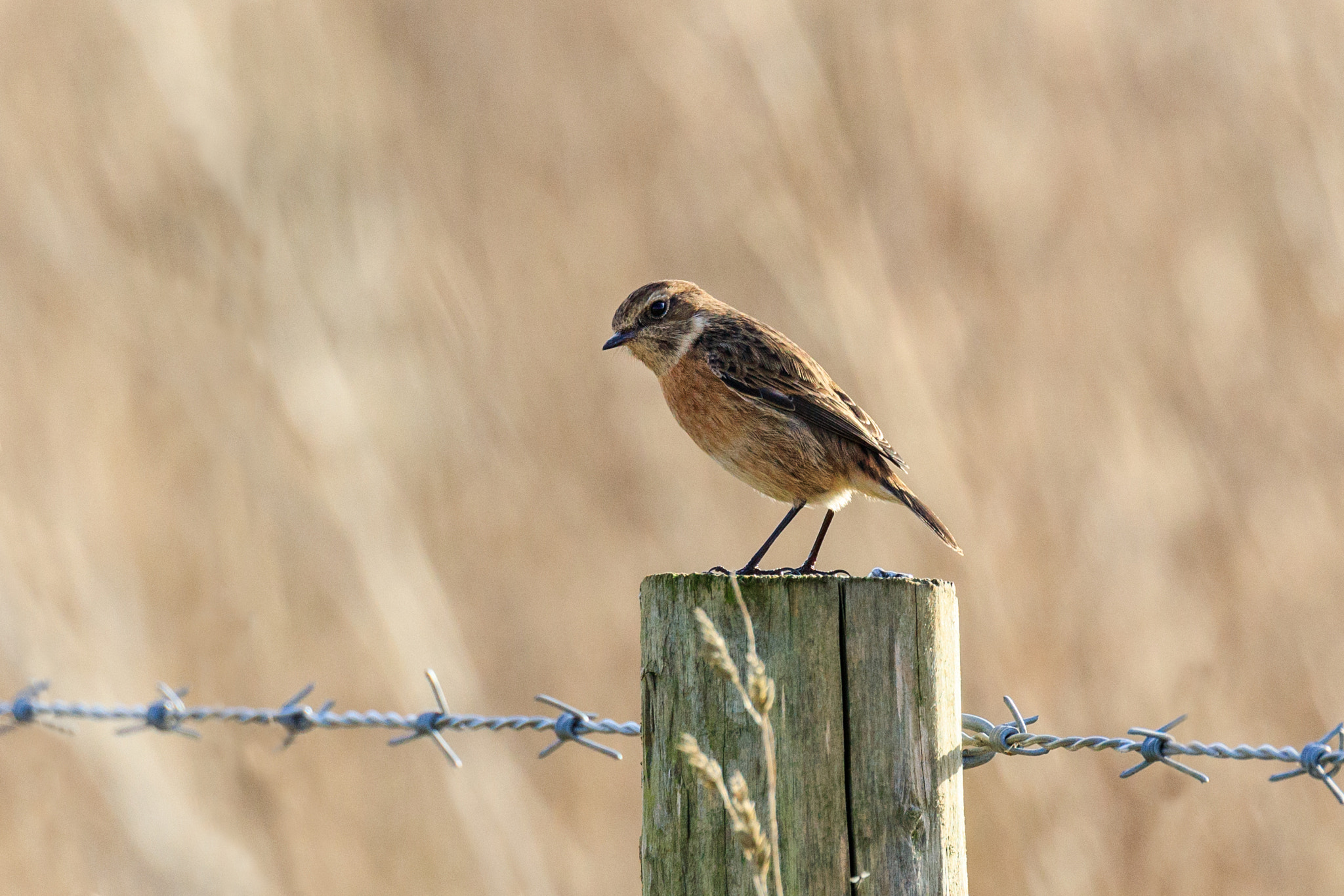 Canon EOS 5DS R sample photo. Stonechat photography