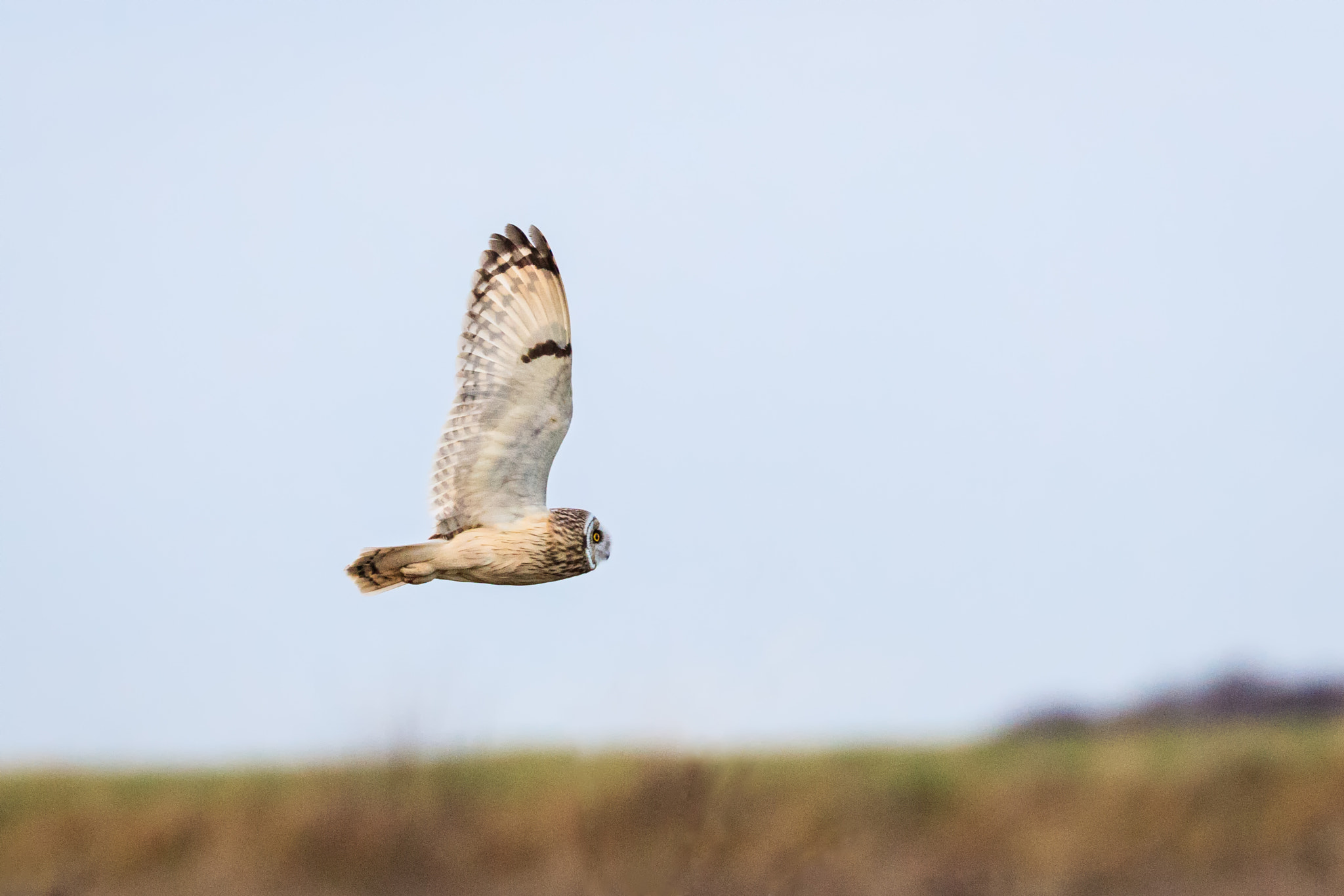 Canon EOS 5DS R + Canon EF 100-400mm F4.5-5.6L IS II USM sample photo. Short eared owl photography