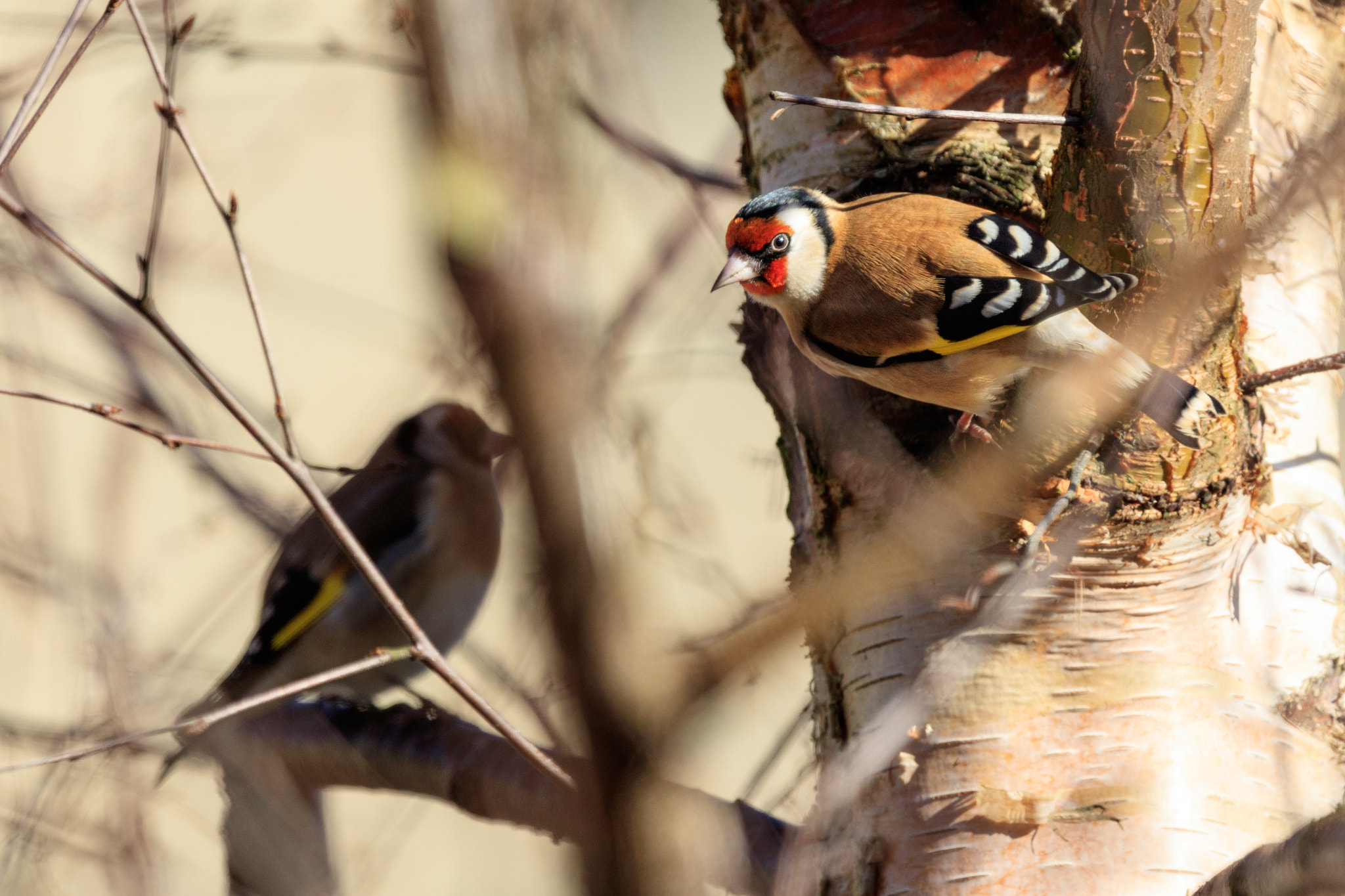 Canon EOS 5DS R + Canon EF 100-400mm F4.5-5.6L IS II USM sample photo. Goldfinches photography