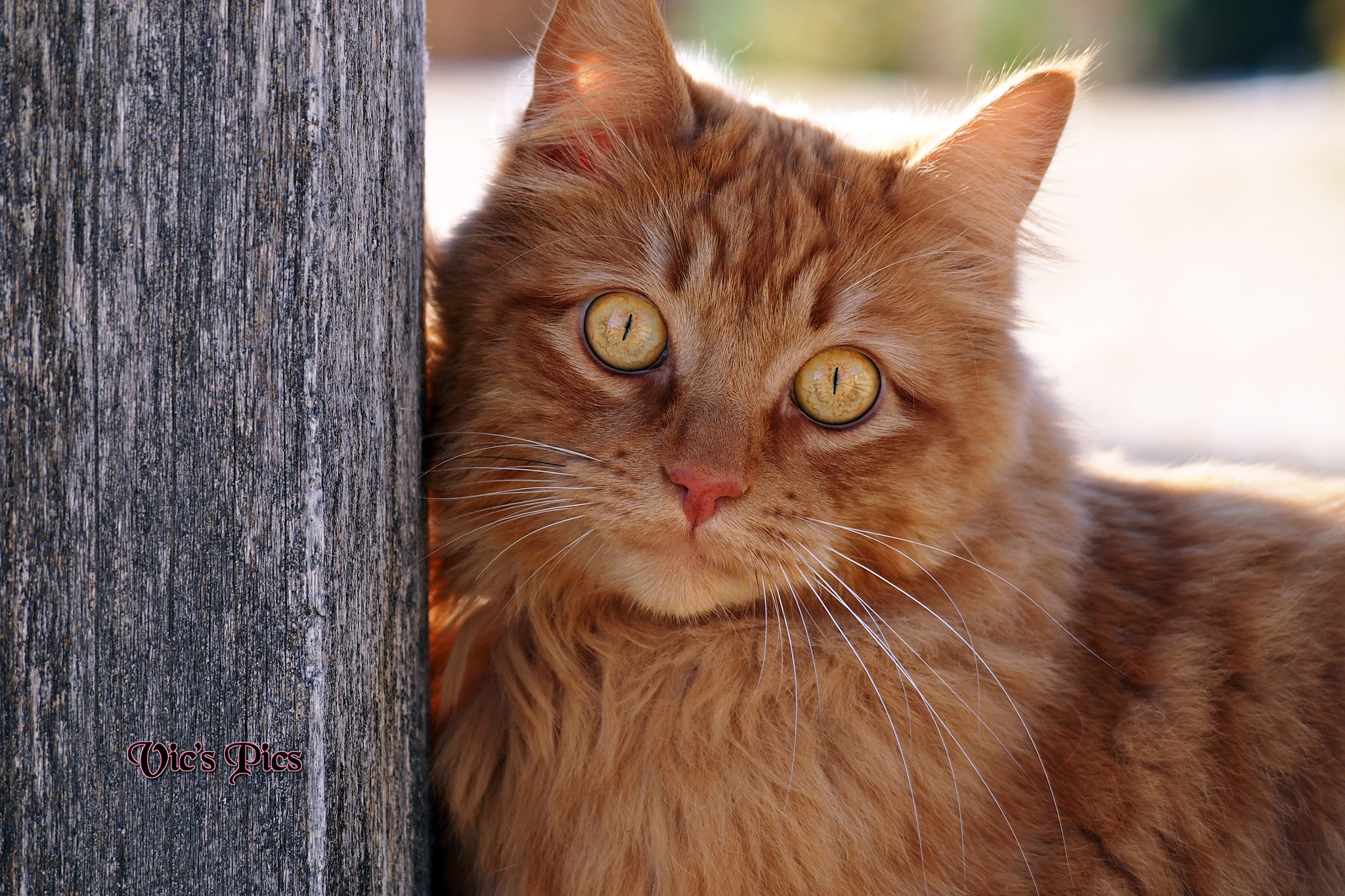 Panasonic Lumix G Vario 45-200mm F4-5.6 OIS sample photo. A red cat photography