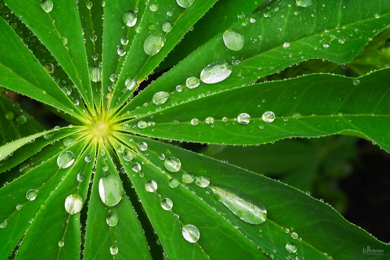 Fujifilm X-T1 + Fujifilm XF 90mm F2 R LM WR sample photo. Radial drops photography