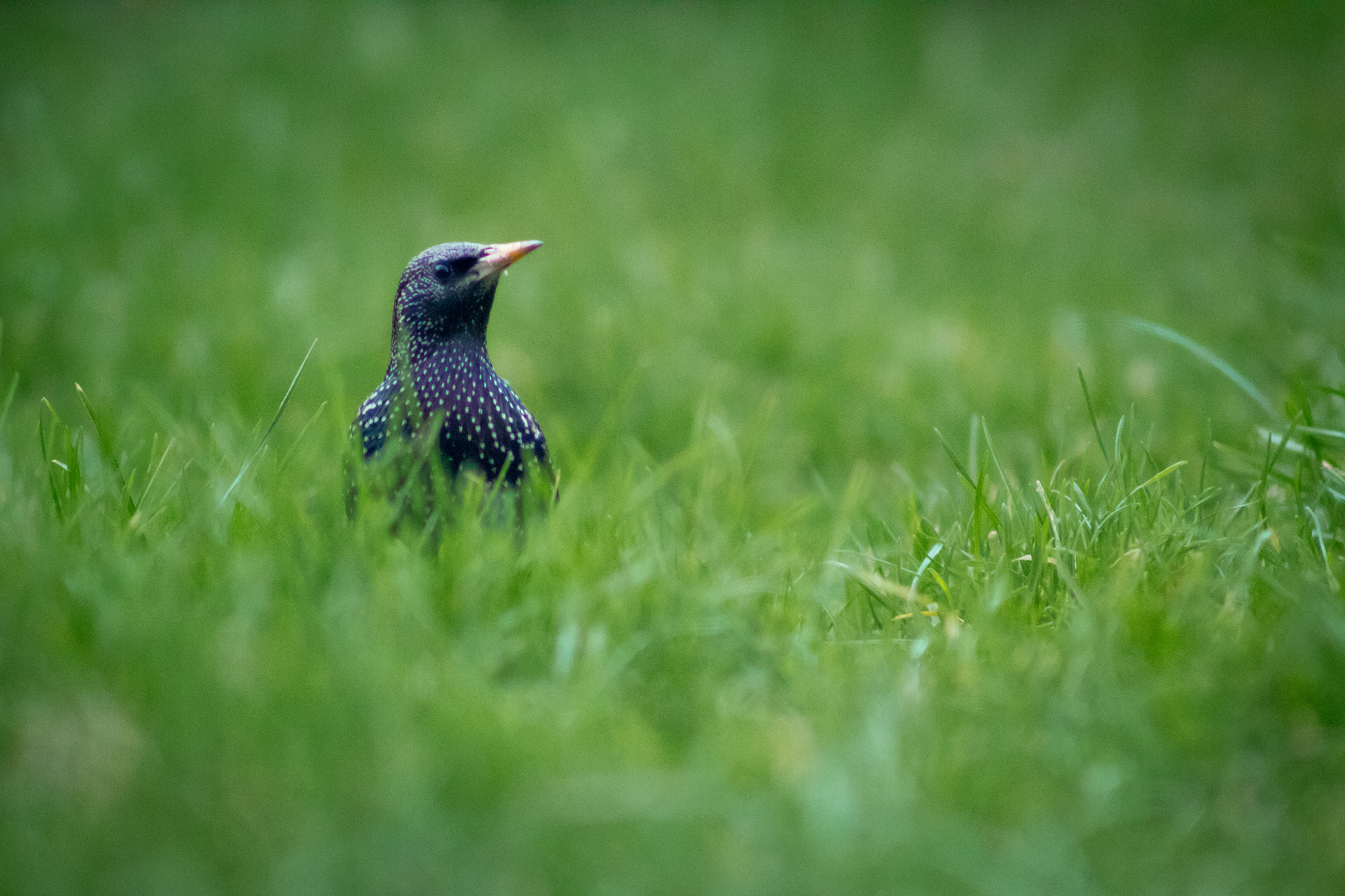 Canon EOS 1300D (EOS Rebel T6 / EOS Kiss X80) + EF75-300mm f/4-5.6 sample photo. Starling  photography