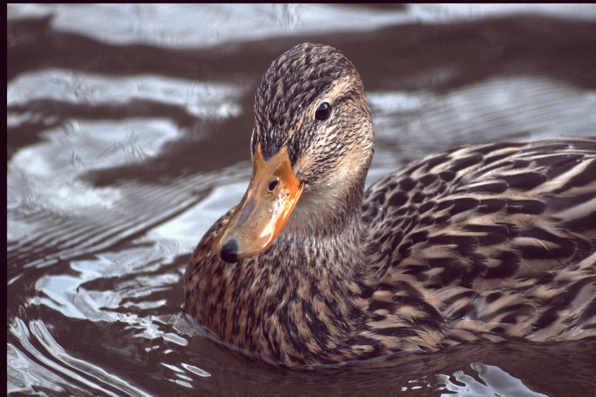 Canon EOS 760D (EOS Rebel T6s / EOS 8000D) sample photo. Duck photography