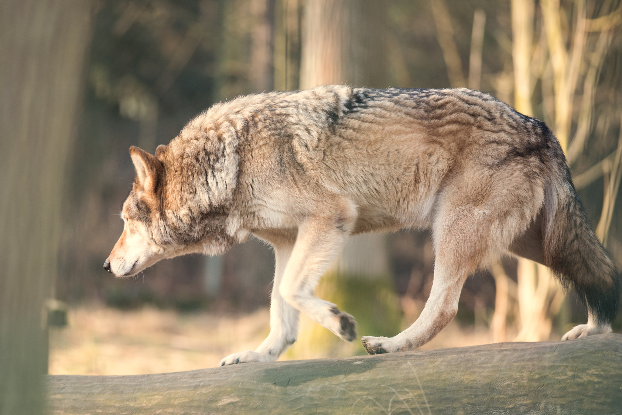 Nikon D810 + Nikon AF-S Nikkor 300mm F4D ED-IF sample photo. Wolf in the forest photography
