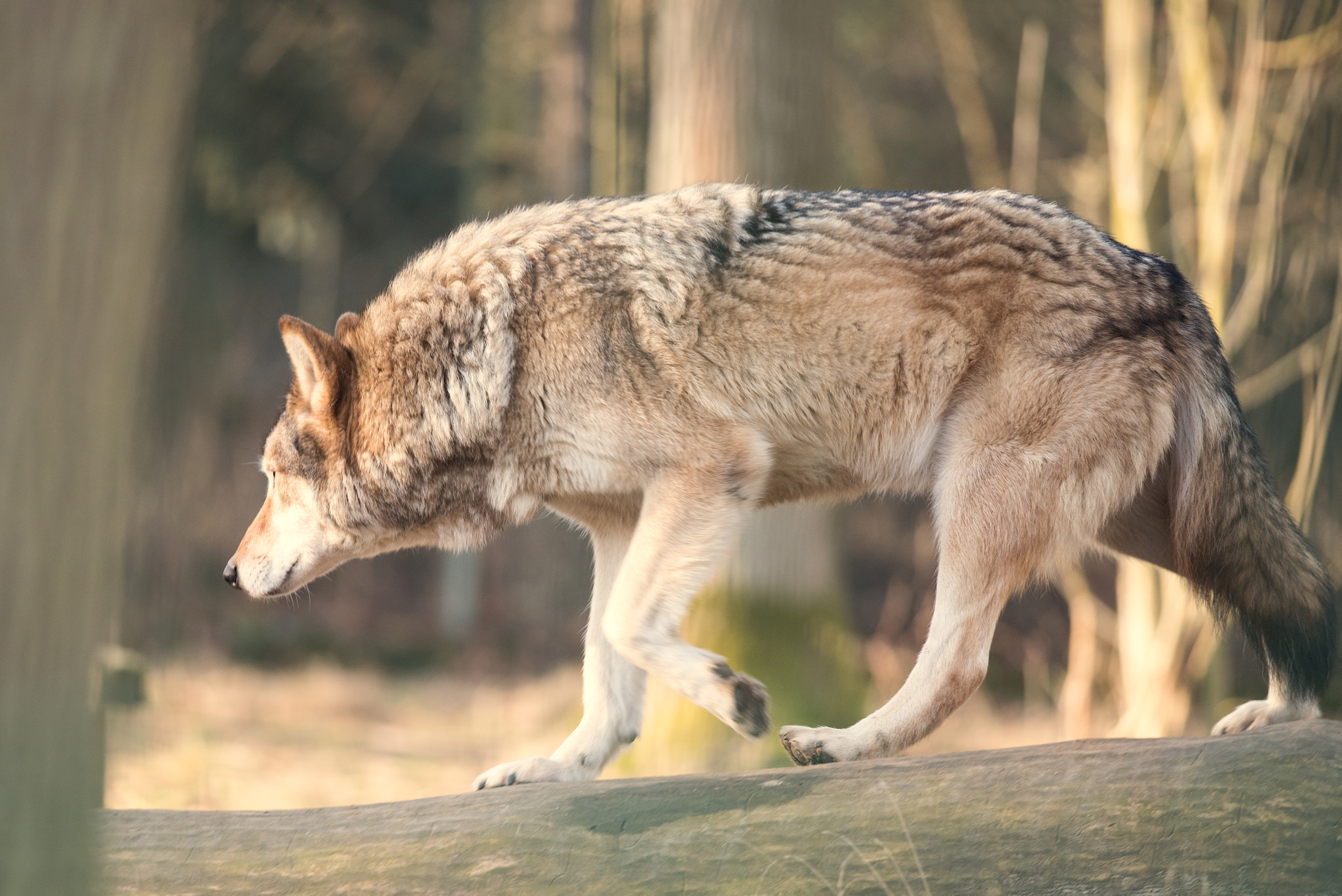 Nikon AF-S Nikkor 300mm F4D ED-IF sample photo. Wolf in the forest photography