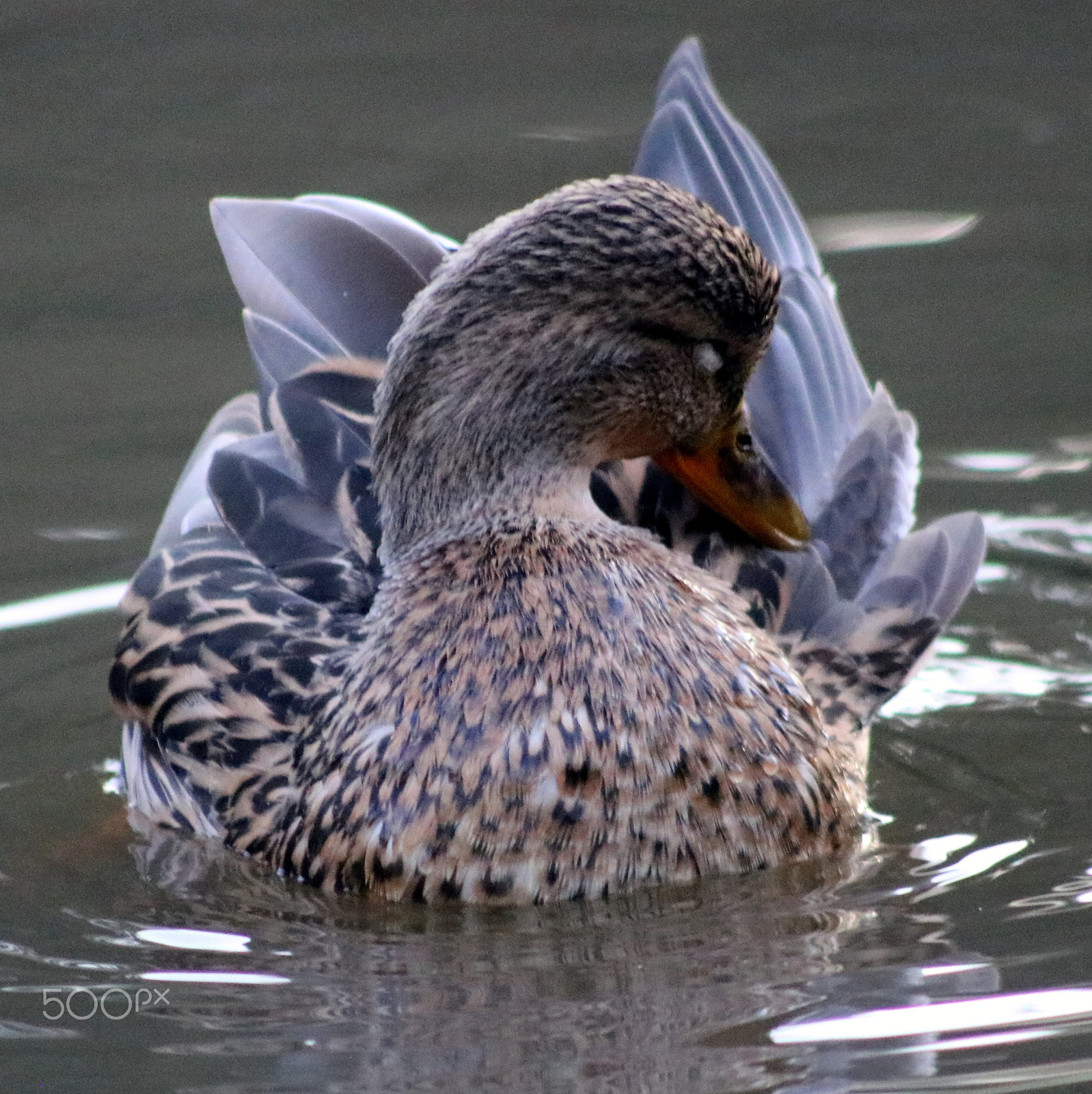 Canon EOS 760D (EOS Rebel T6s / EOS 8000D) sample photo. Park photography
