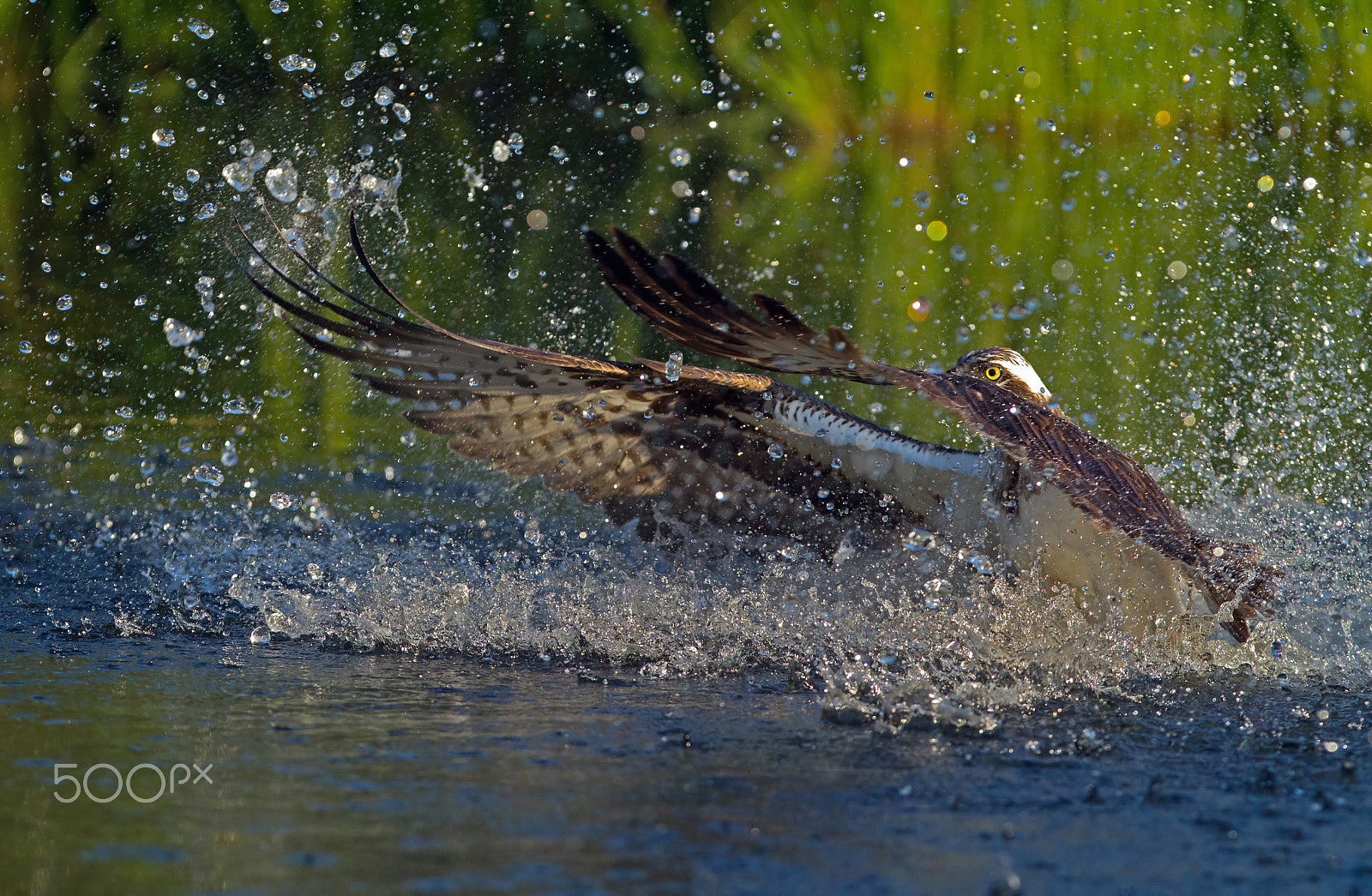 Canon EOS 7D + Canon EF 300mm F2.8L IS USM sample photo. Osprey photography