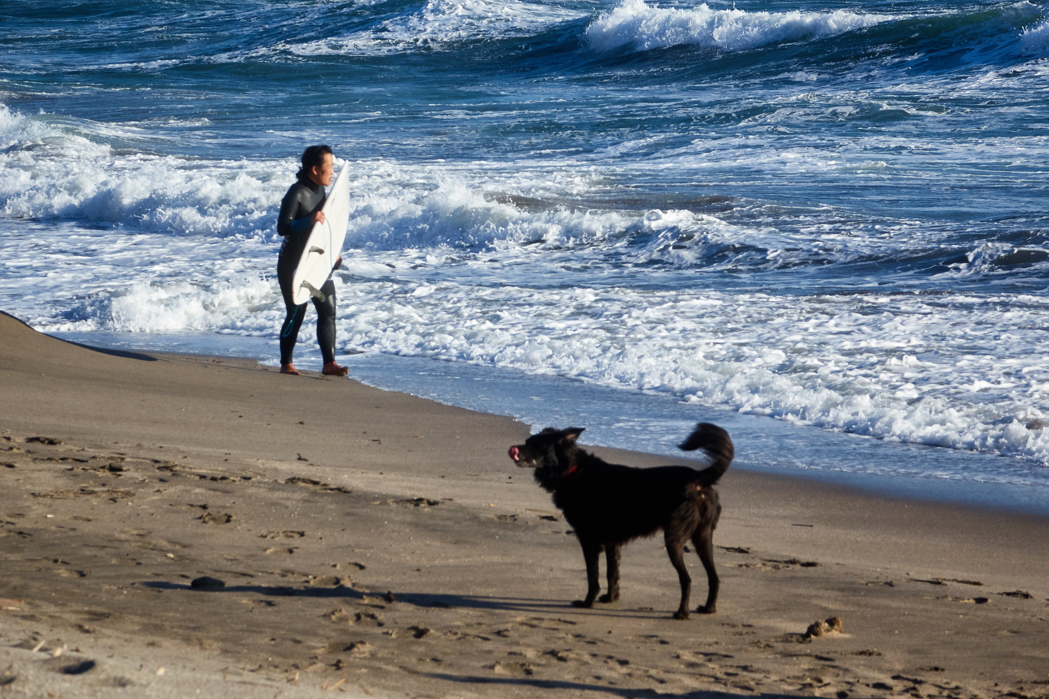 Sony Cyber-shot DSC-RX10 sample photo. Dog and a surfer photography