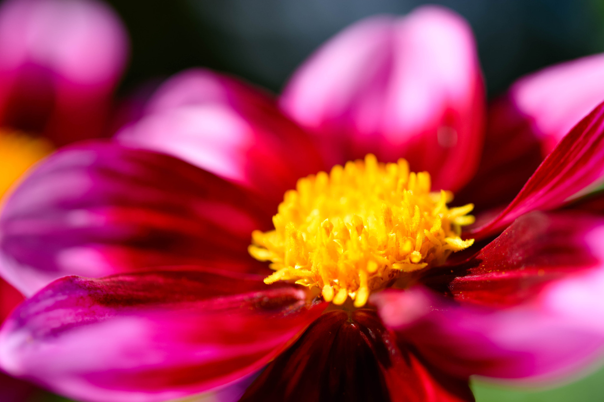 Nikon AF-S Micro-Nikkor 60mm F2.8G ED sample photo. Fall flowers photography
