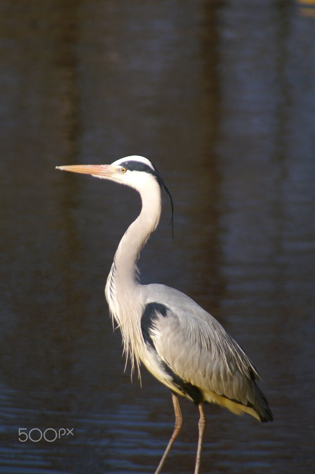 KONICA MINOLTA DYNAX 7D sample photo. Heron photography