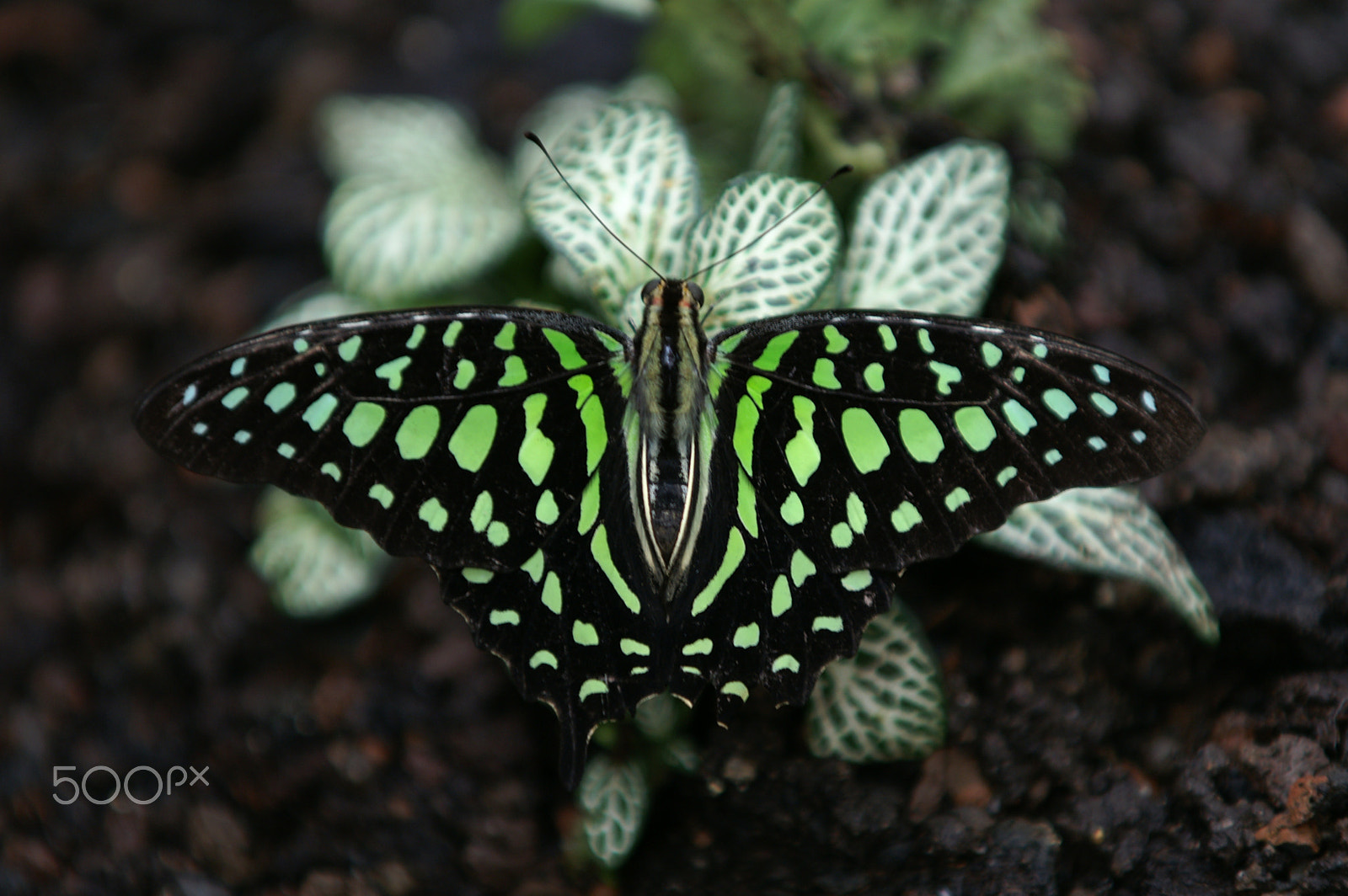 Minolta/Sony AF 70-200mm F2.8 G sample photo. Big butterfly photography