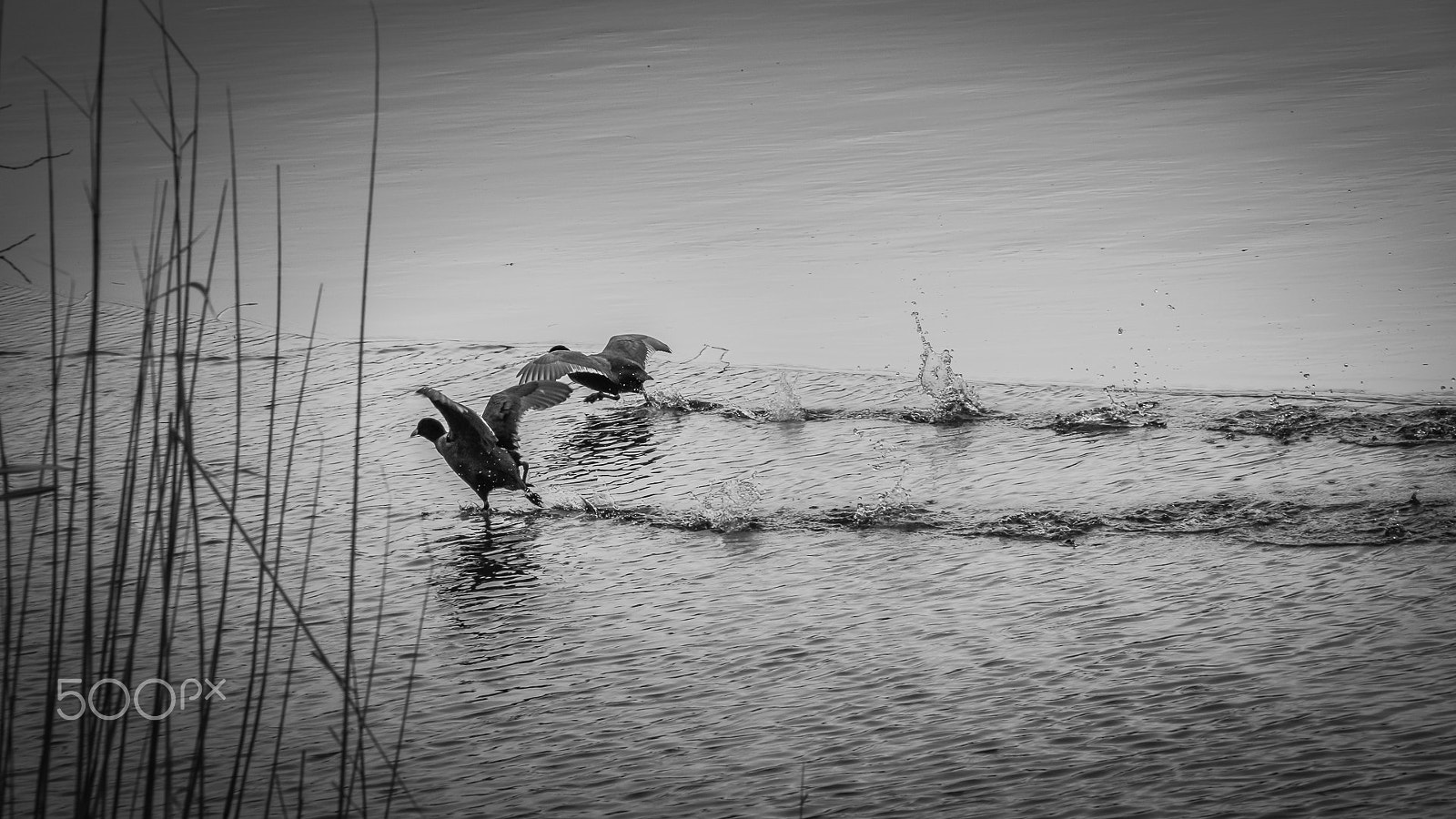 Sigma 28-300mm F3.5-6.3 DG Macro sample photo. Dancing on the water photography