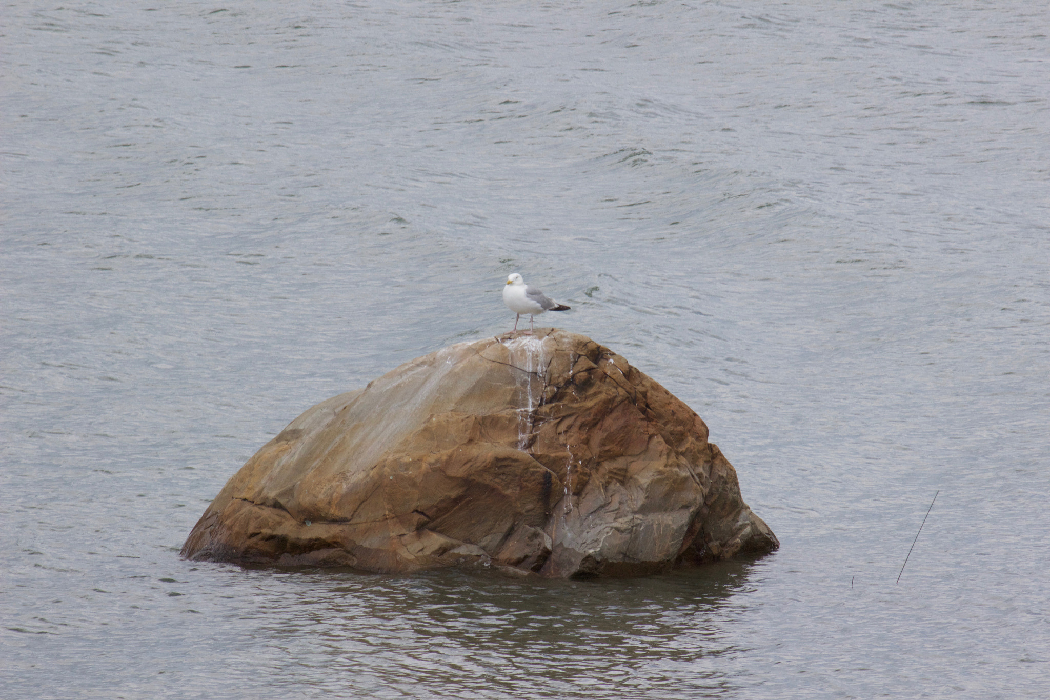 Canon EOS 600D (Rebel EOS T3i / EOS Kiss X5) sample photo. The lone bird photography