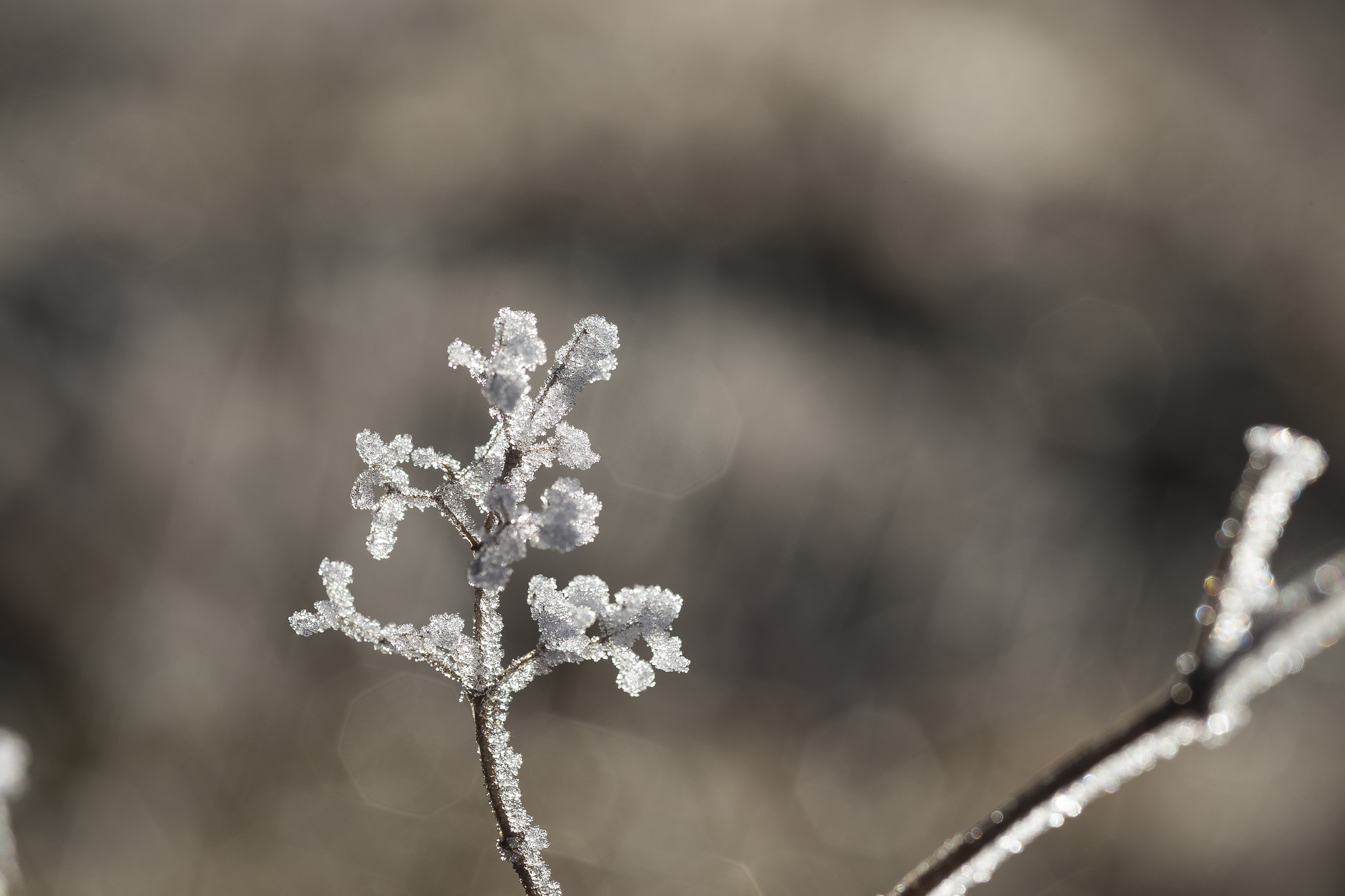 Canon EF 100mm F2.8 Macro USM sample photo. Frosty grass photography