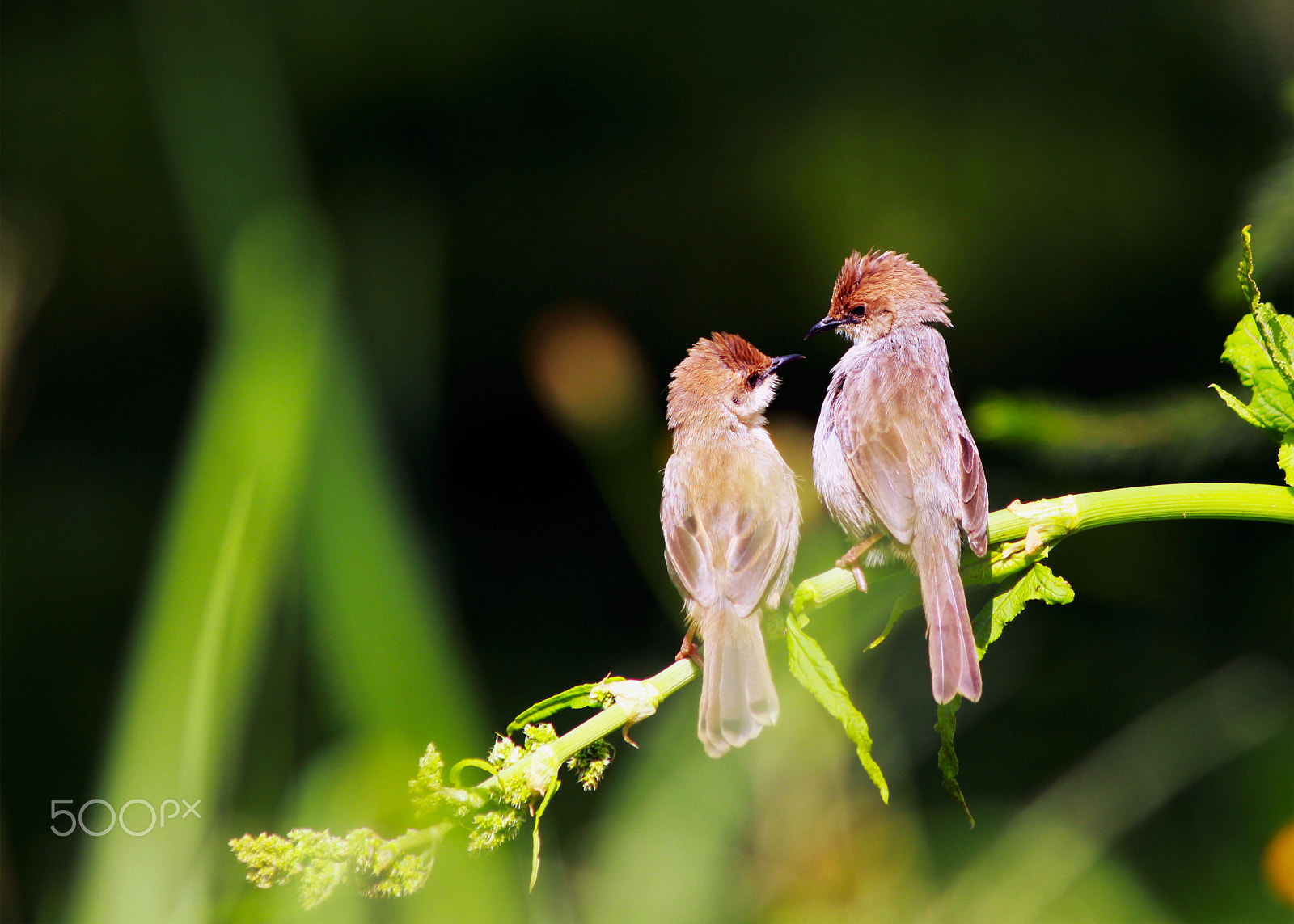 Canon EOS 700D (EOS Rebel T5i / EOS Kiss X7i) + Canon EF 75-300mm F4.0-5.6 IS USM sample photo. Chubb's cisticola photography