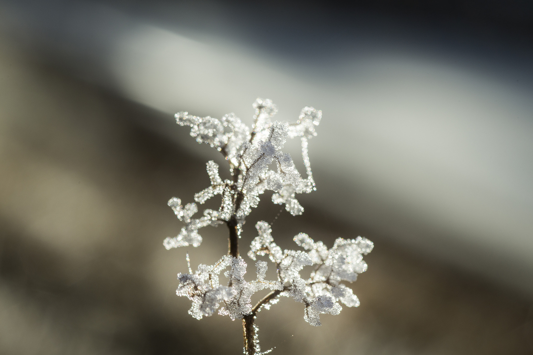 Canon EF 100mm F2.8 Macro USM sample photo. Frosty grass photography