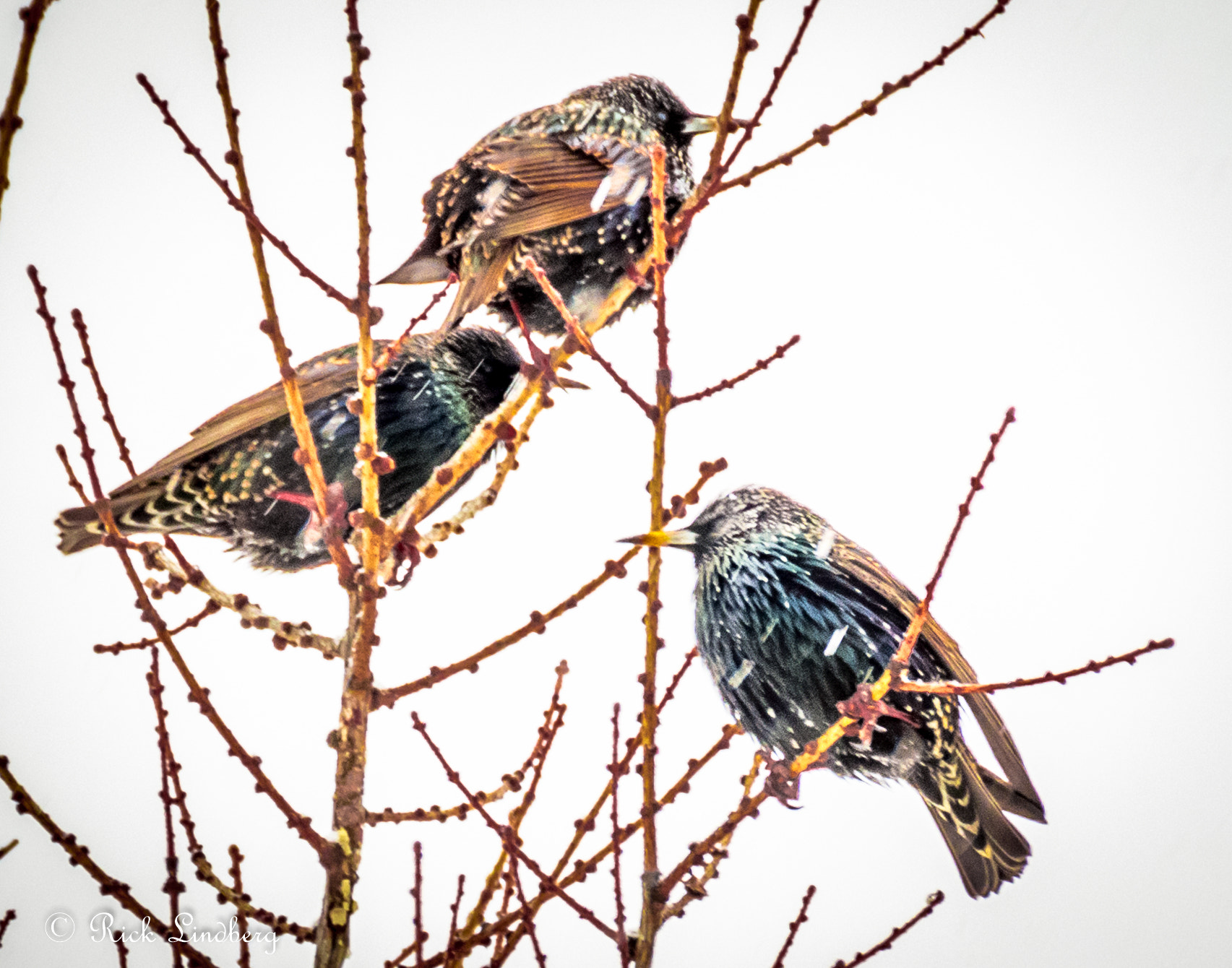 Pentax K-5 sample photo. Three stooges photography