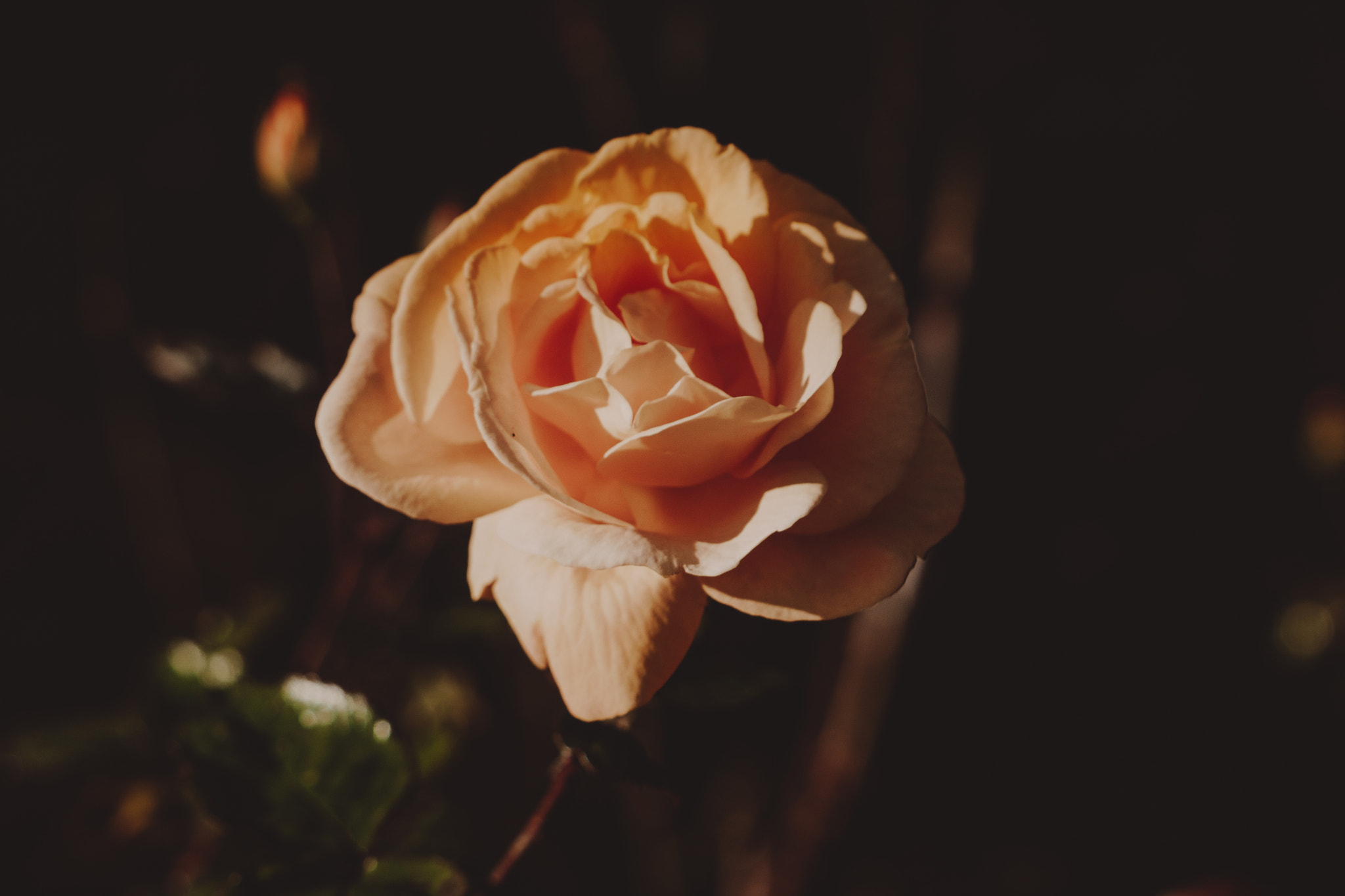 Canon EOS 650D (EOS Rebel T4i / EOS Kiss X6i) sample photo. A romantic scene from the royal botanical gardens in edinburgh. photography