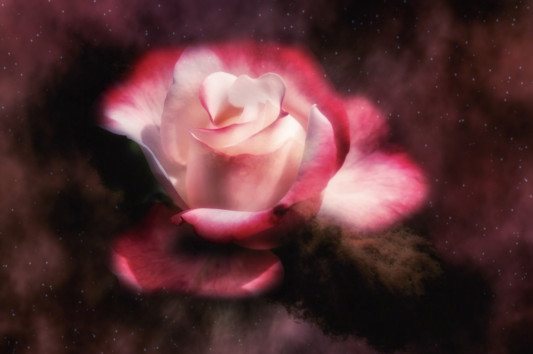 Nikon D4 sample photo. Cosmic rose photography