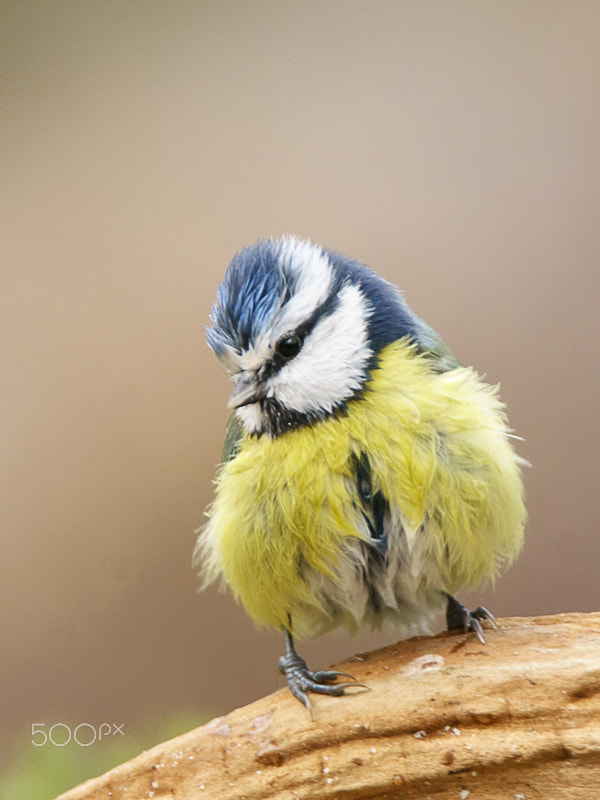 Sony ILCA-77M2 + Tamron SP 150-600mm F5-6.3 Di VC USD sample photo. Blue tit photography