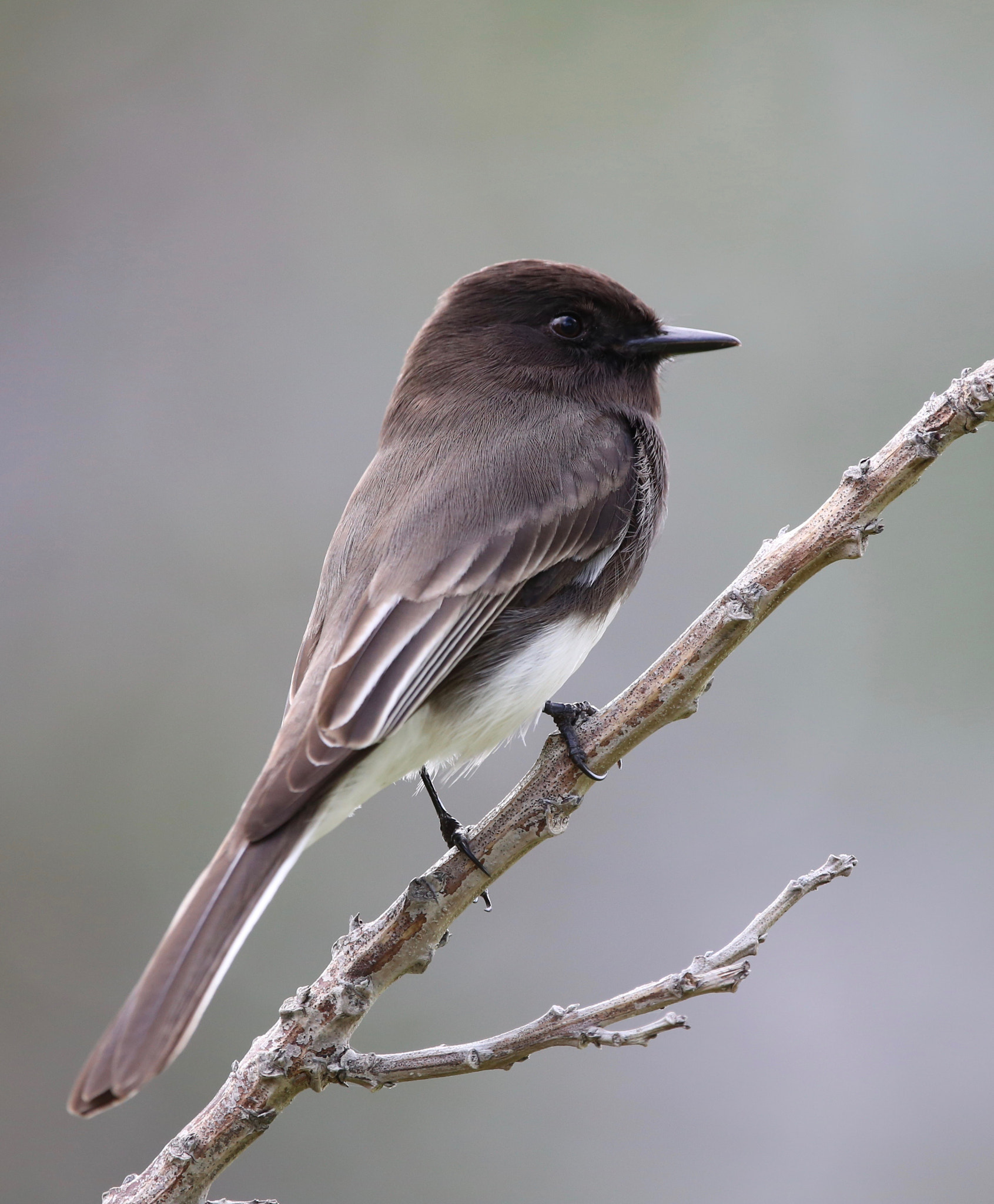 Sigma 150mm f/2.8 EX DG OS HSM APO Macro sample photo. Black phoebe photography