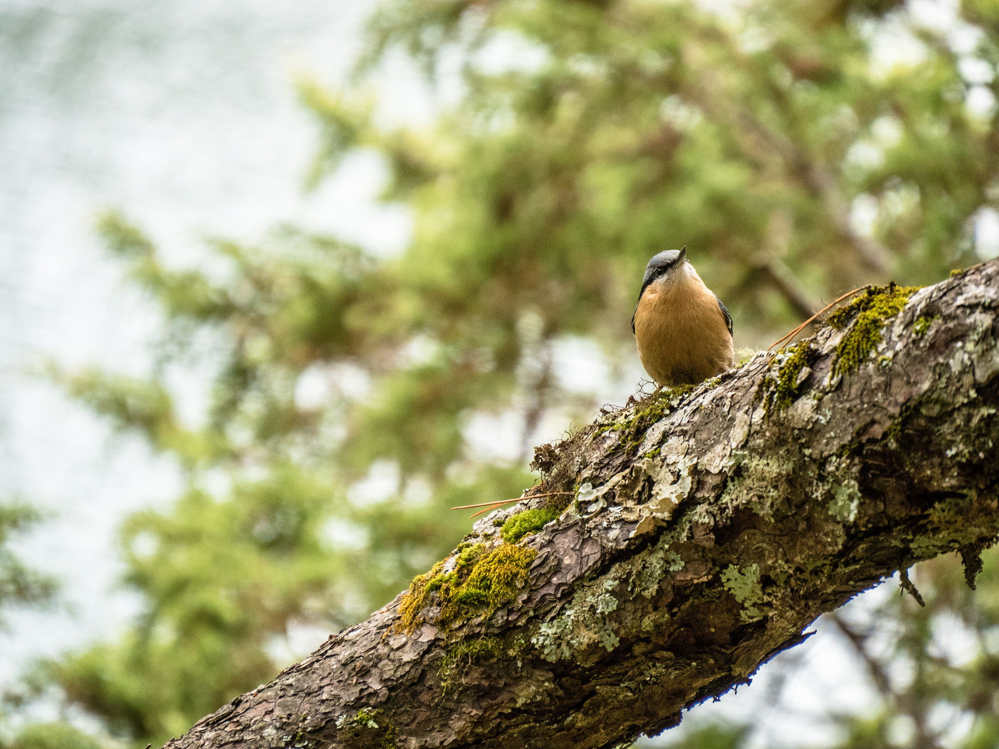 Olympus OM-D E-M5 II sample photo. Wild bird photography
