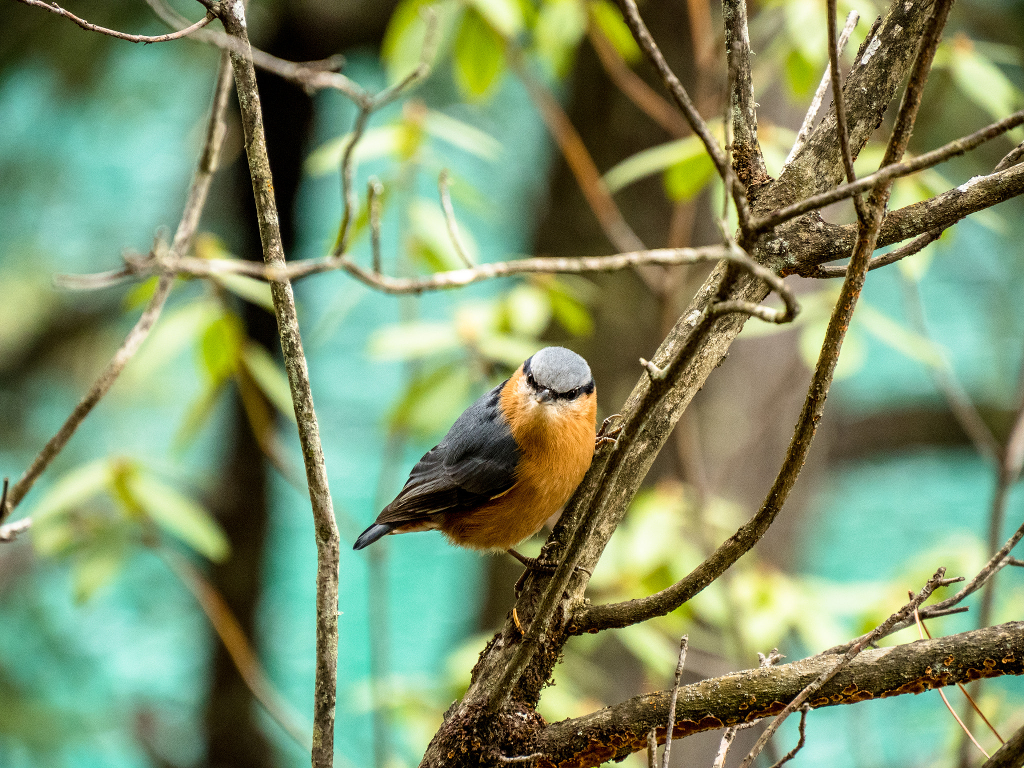 Olympus OM-D E-M5 II sample photo. Wild bird photography