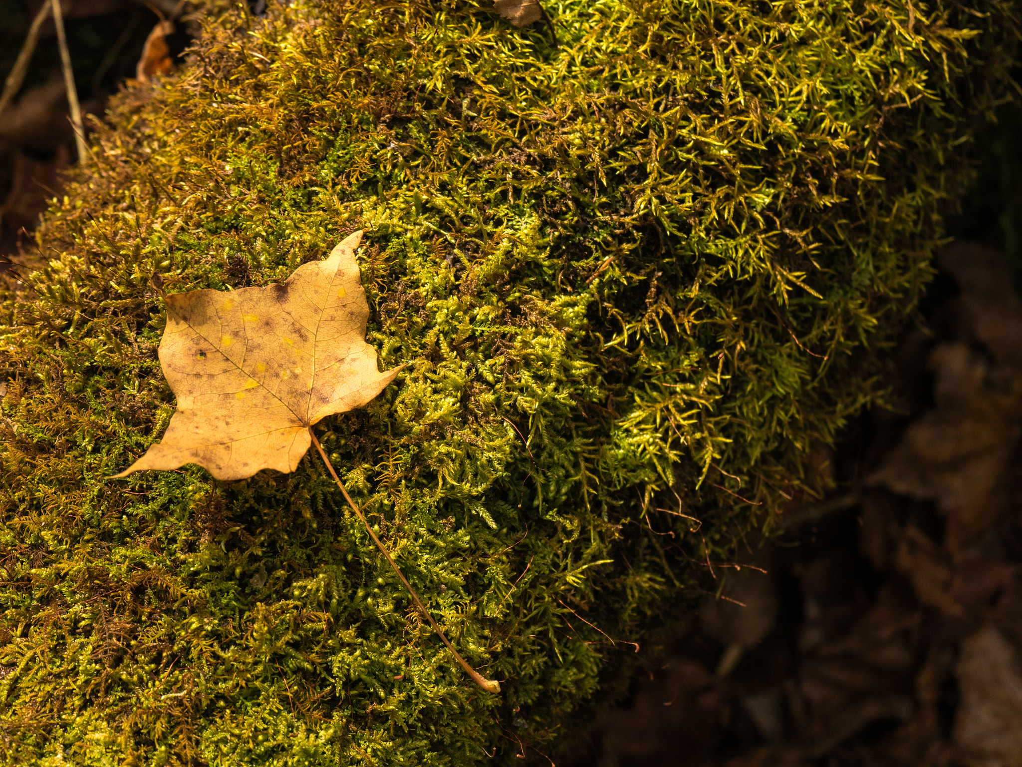Olympus OM-D E-M5 II sample photo. Jiuzhaigou valley photography
