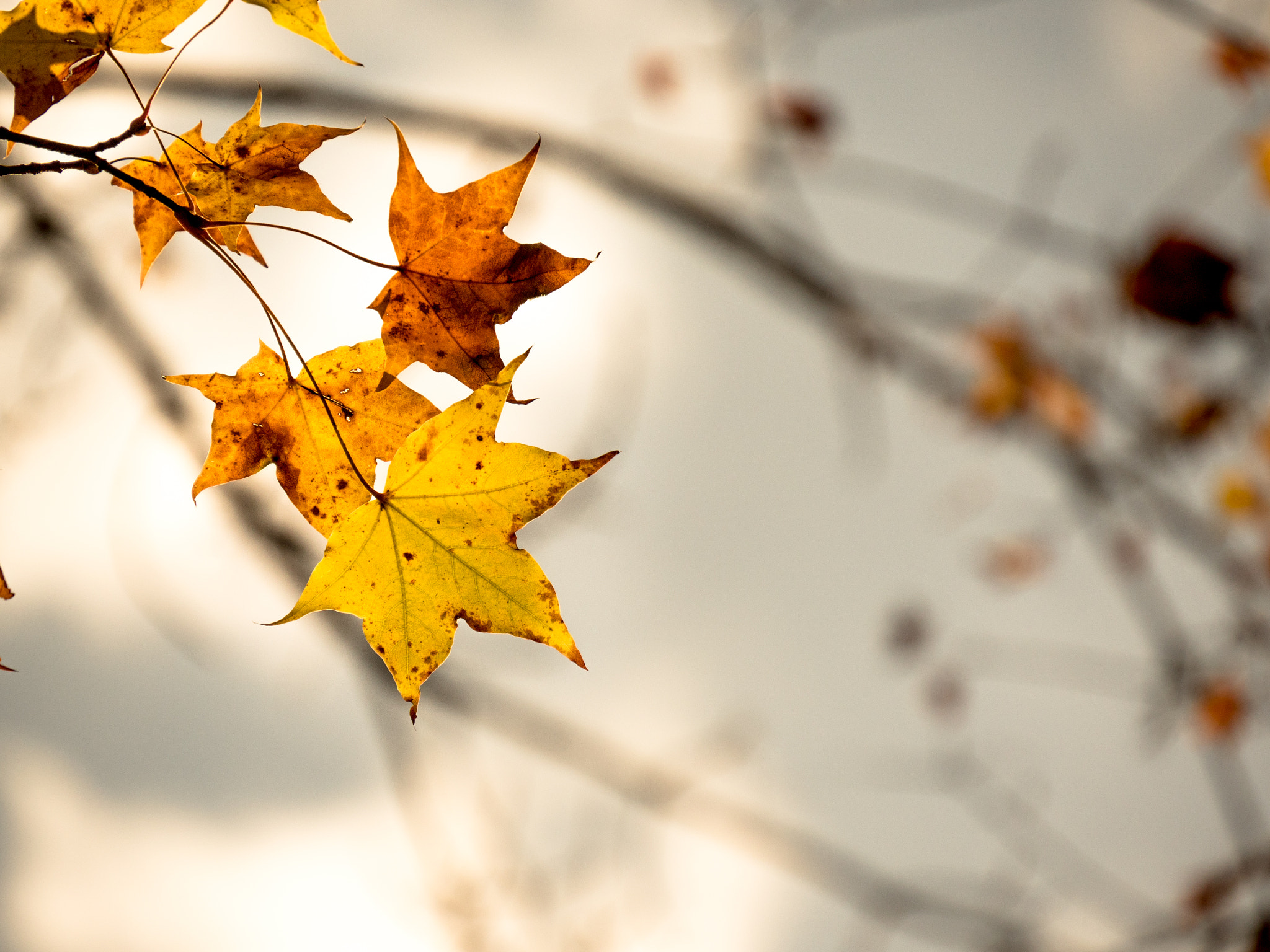Olympus OM-D E-M5 II sample photo. Leaves photography