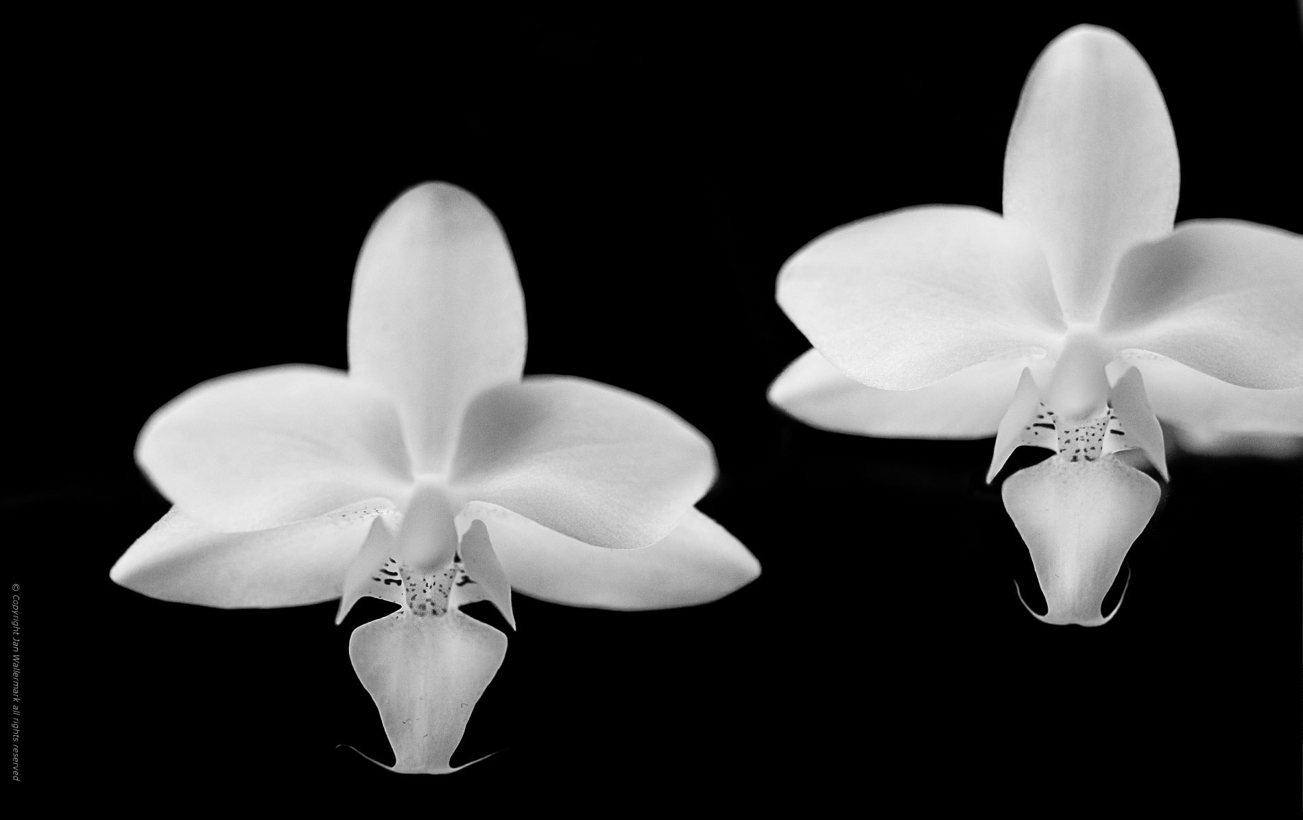 Nikon D500 sample photo. A hommage to the orchid vlll photography