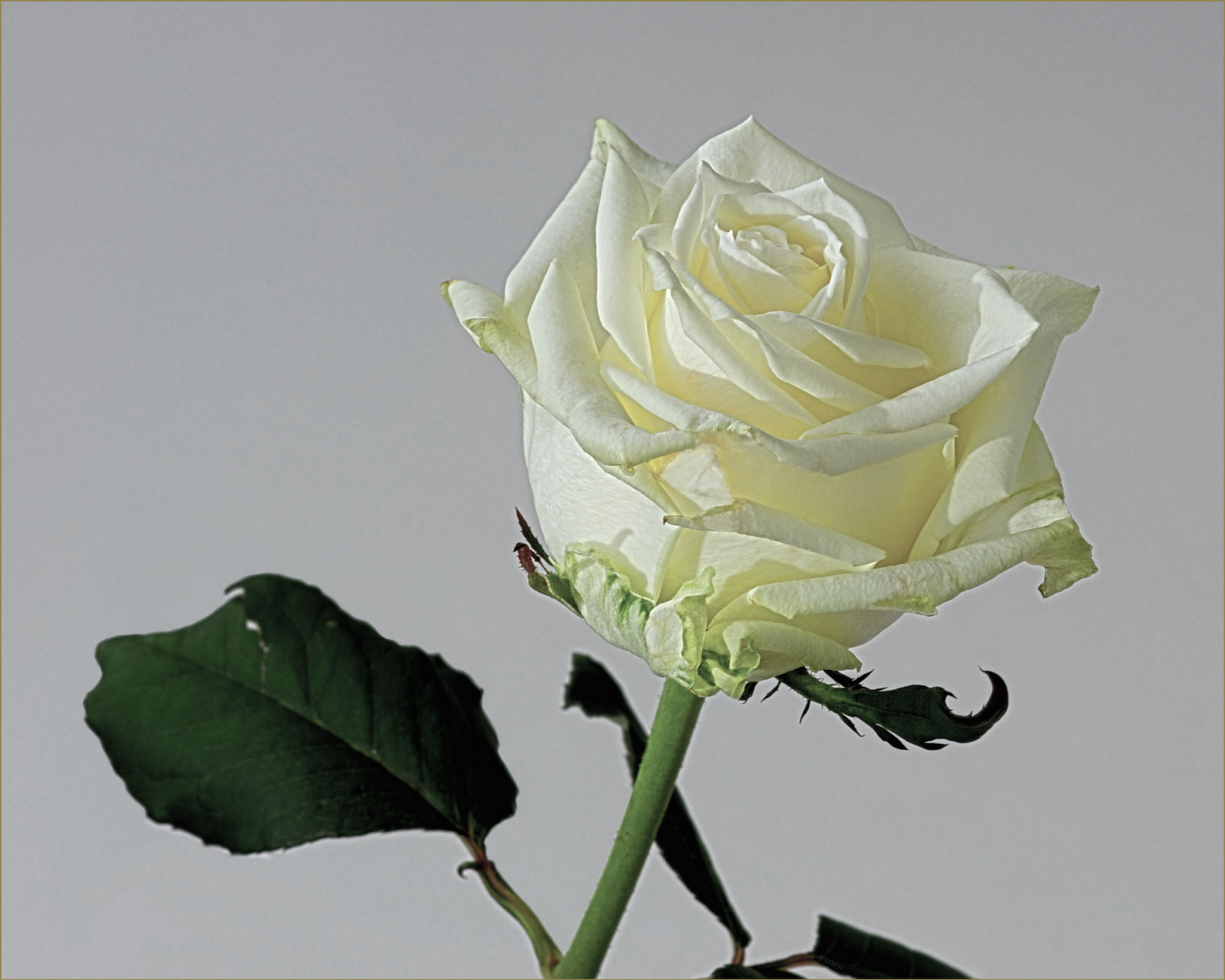 Sony SLT-A55 (SLT-A55V) sample photo. A white rose for my father in law photography