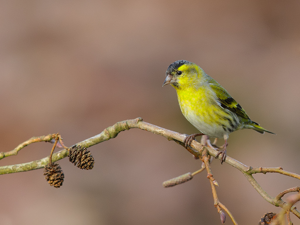 Canon EF 600mm F4L IS II USM sample photo. Siskin,  male photography