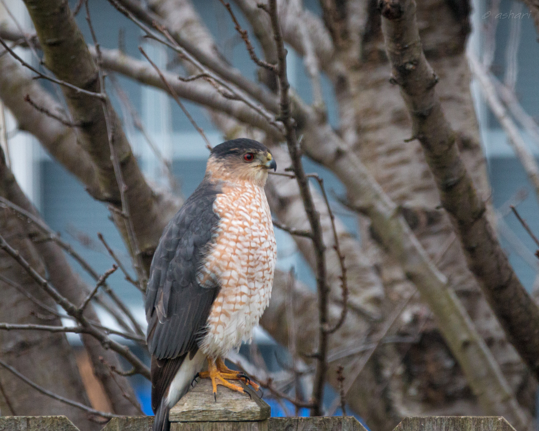 150-600mm F5-6.3 DG OS HSM | Contemporary 015 sample photo. Unexpected guest photography