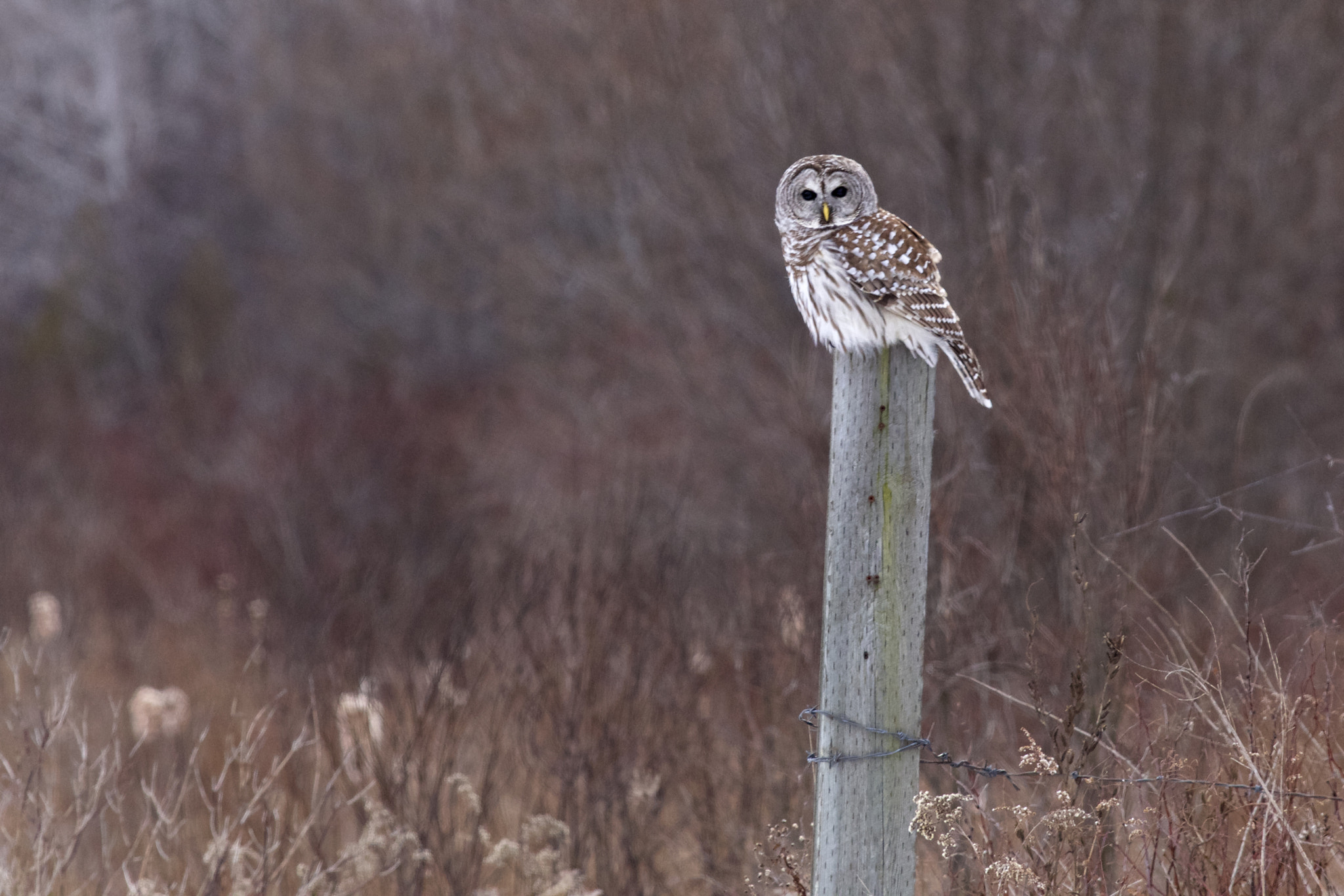 Canon EOS 6D + Canon EF 400mm F5.6L USM sample photo. Barred owl beekmantown photography