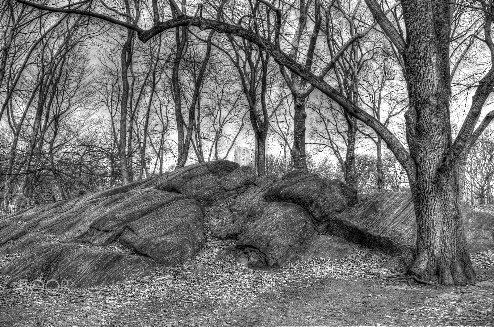 Canon EOS 5D sample photo. New york city central park [the winter] photography