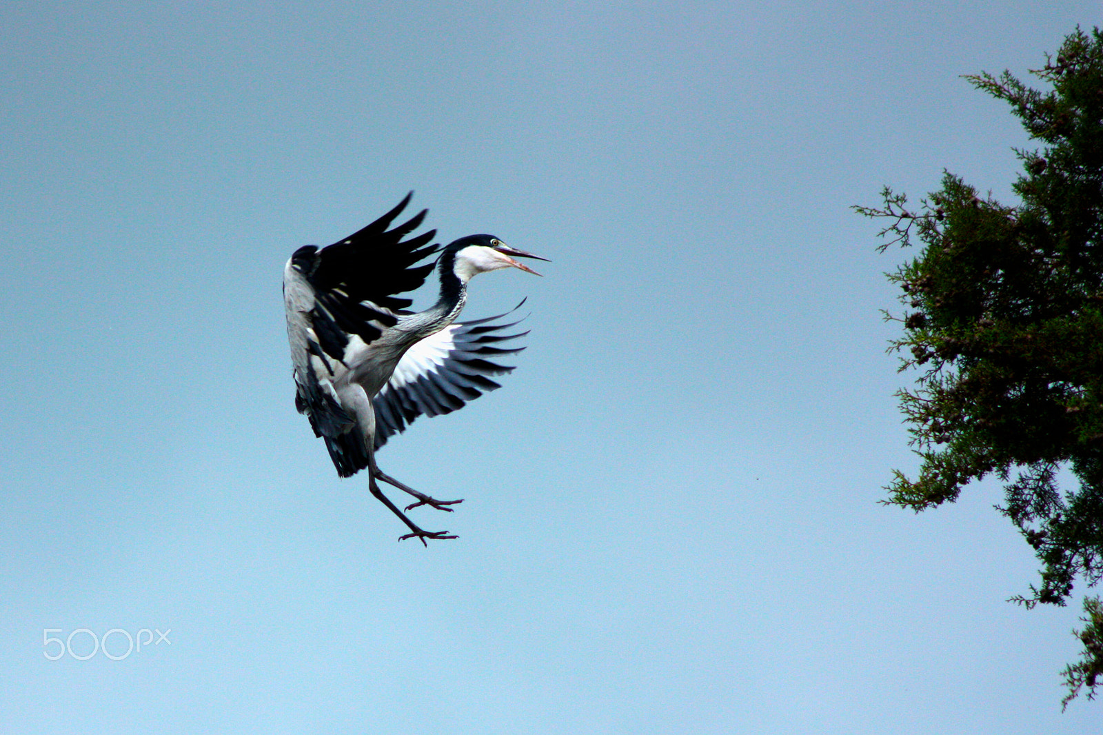 Canon EOS 450D (EOS Rebel XSi / EOS Kiss X2) + Canon EF 75-300mm F4.0-5.6 IS USM sample photo. Blue heron landing photography