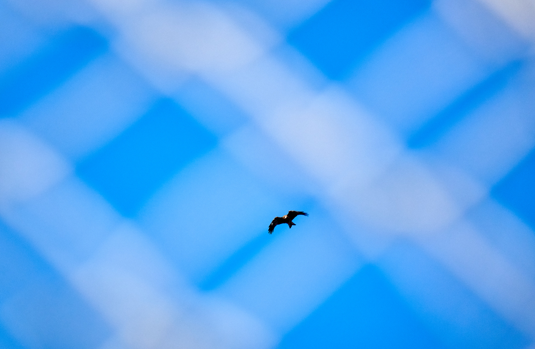 Sony Cyber-shot DSC-RX10 sample photo. A bird flying photography