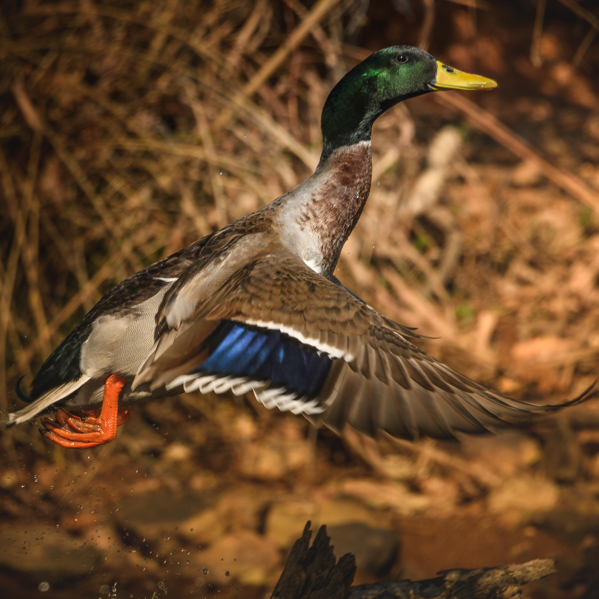 Nikon D500 + Sigma 50mm F2.8 EX DG Macro sample photo. Mallard photography