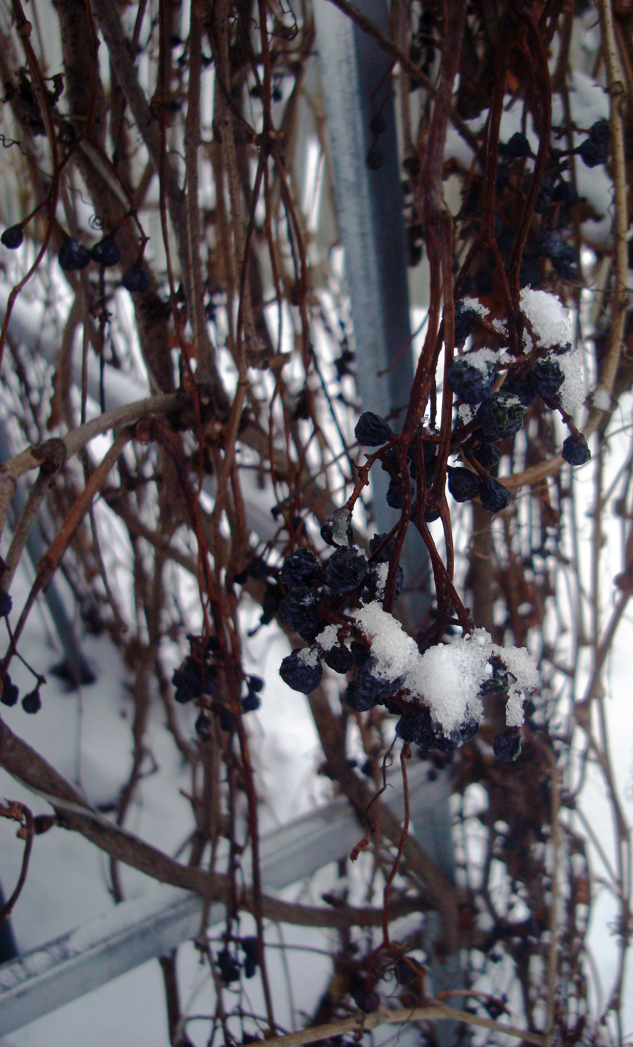 Sony DSC-W200 sample photo. Snow-covered berries. photography