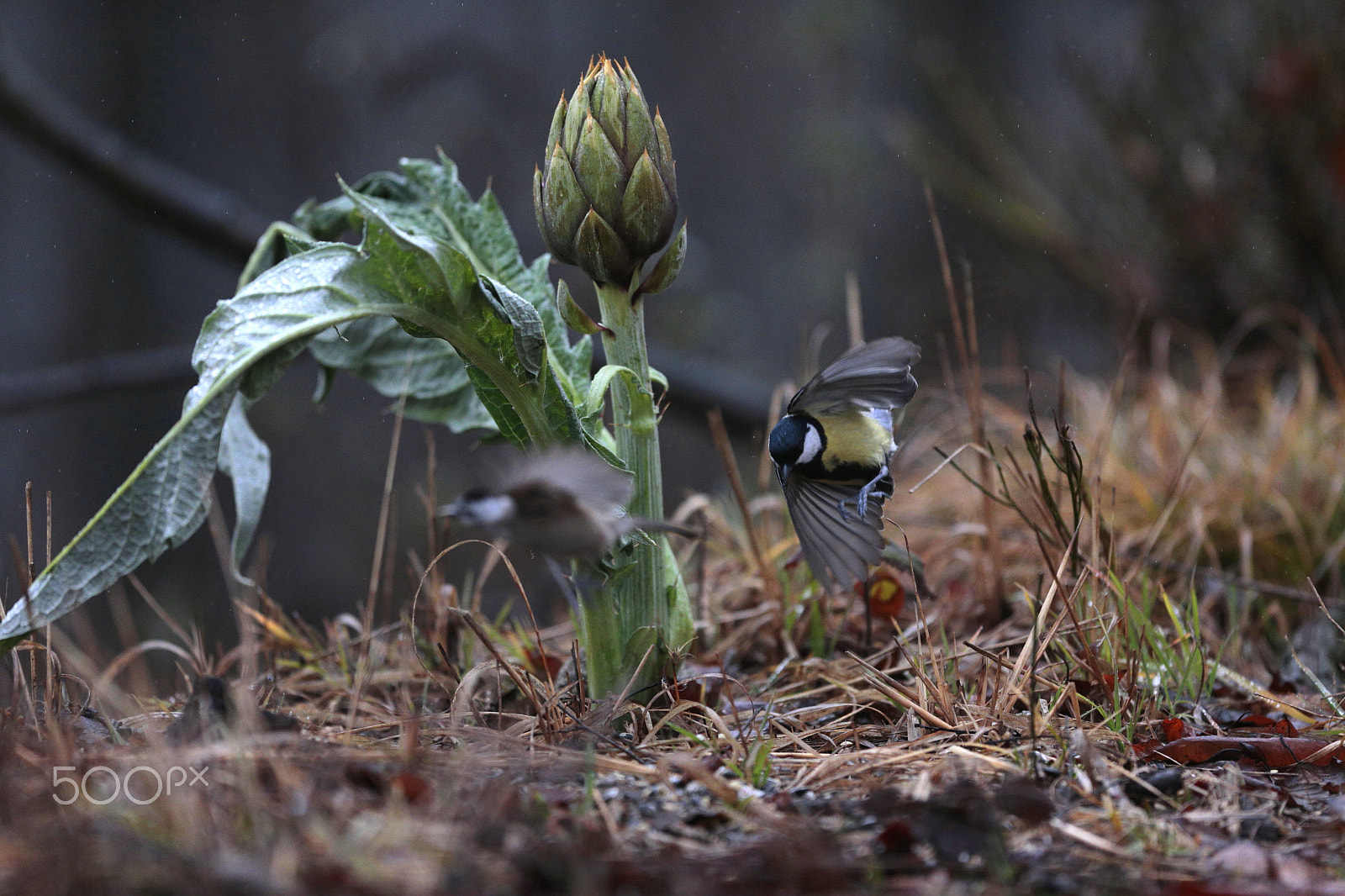 Canon EF 300mm F2.8L IS USM sample photo. Artichoke photography