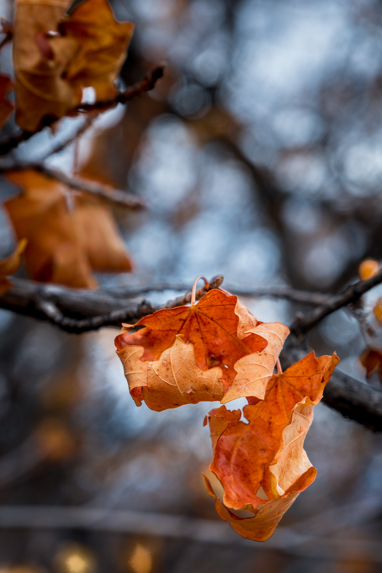Tamron SP 24-70mm F2.8 Di VC USD sample photo. Winter is around the corner photography