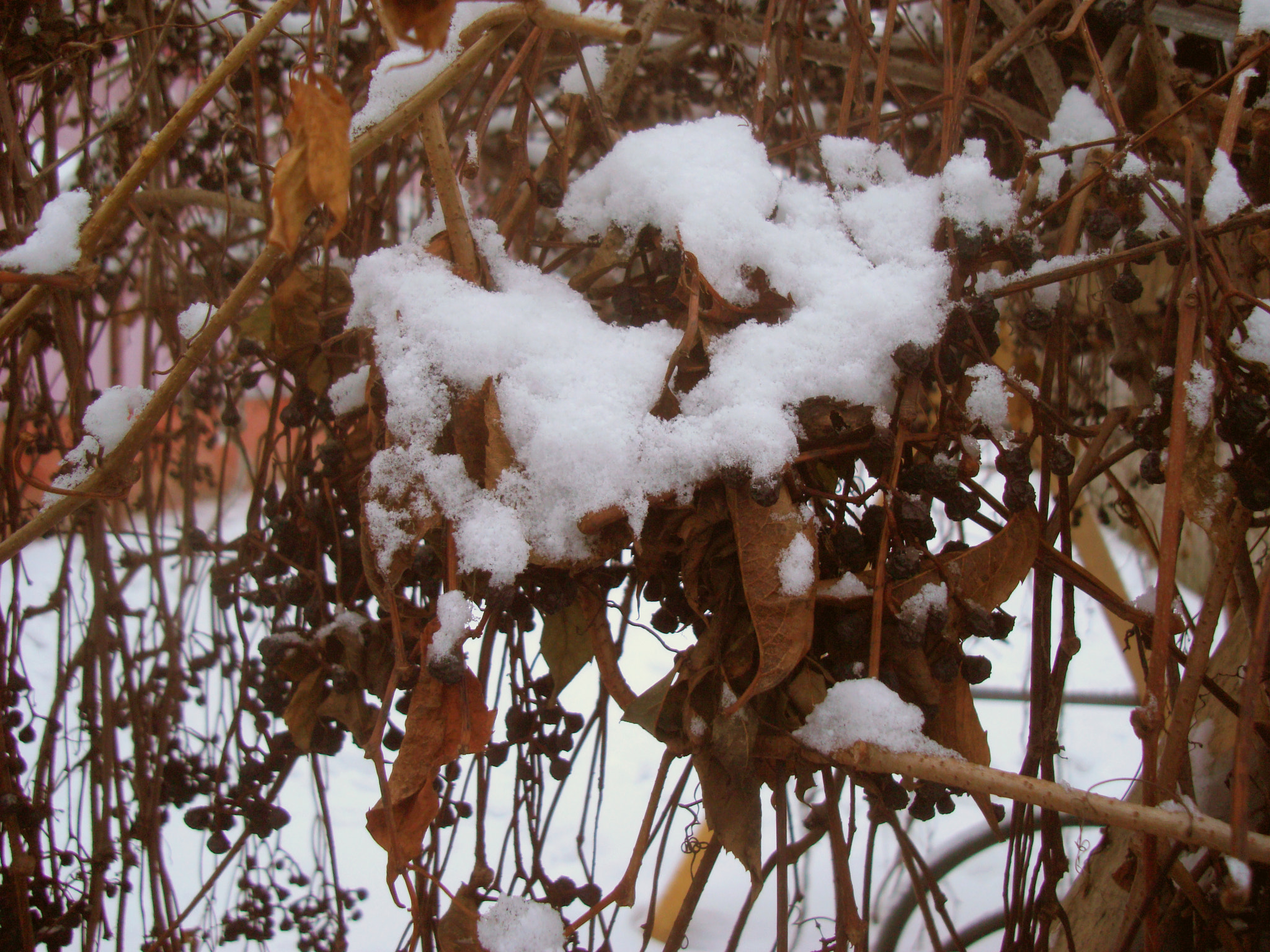 Sony DSC-W200 sample photo. Snow on aronia berries  in a garden. photography